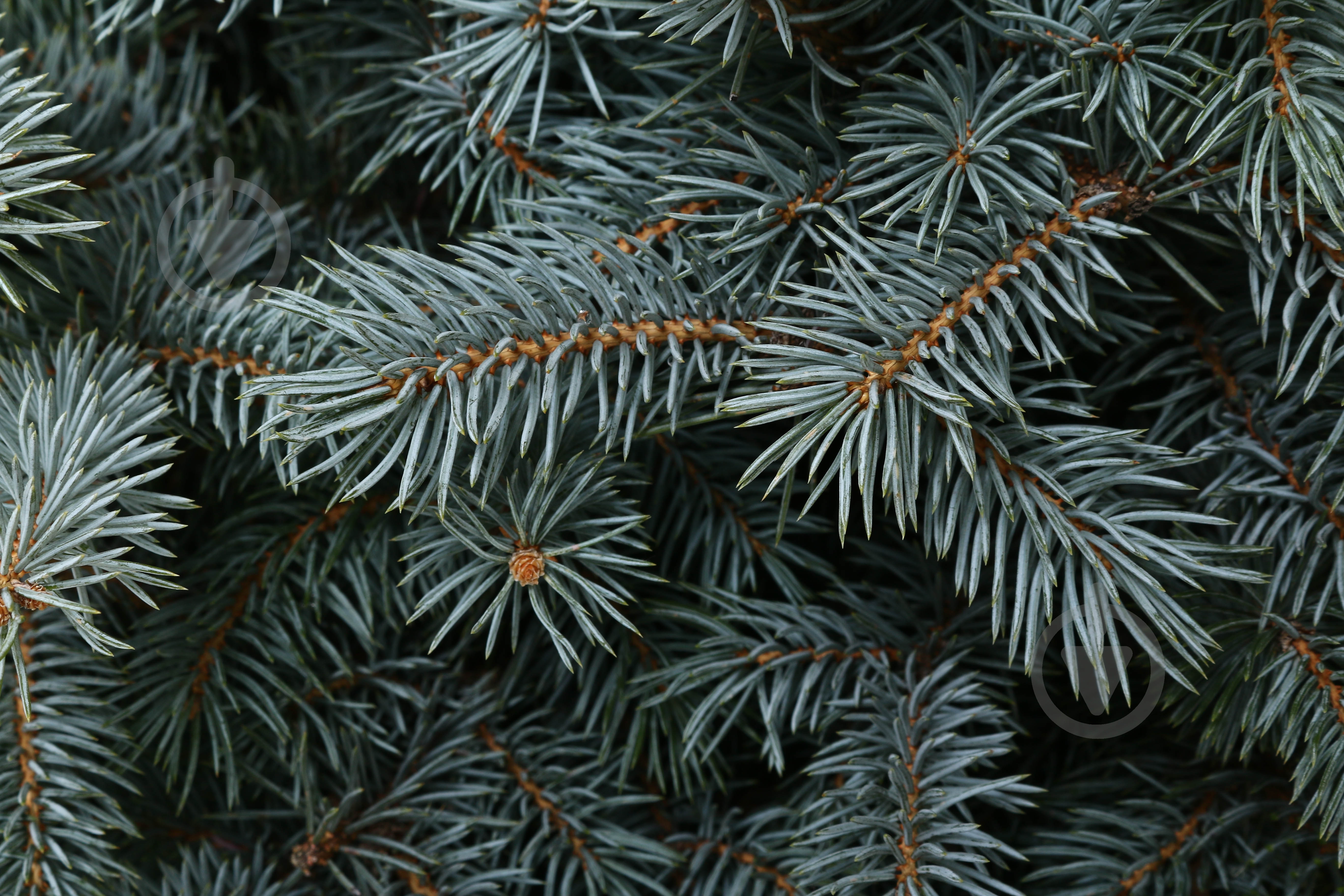 Ялинка колюча SBS H170+ WRB - фото 2