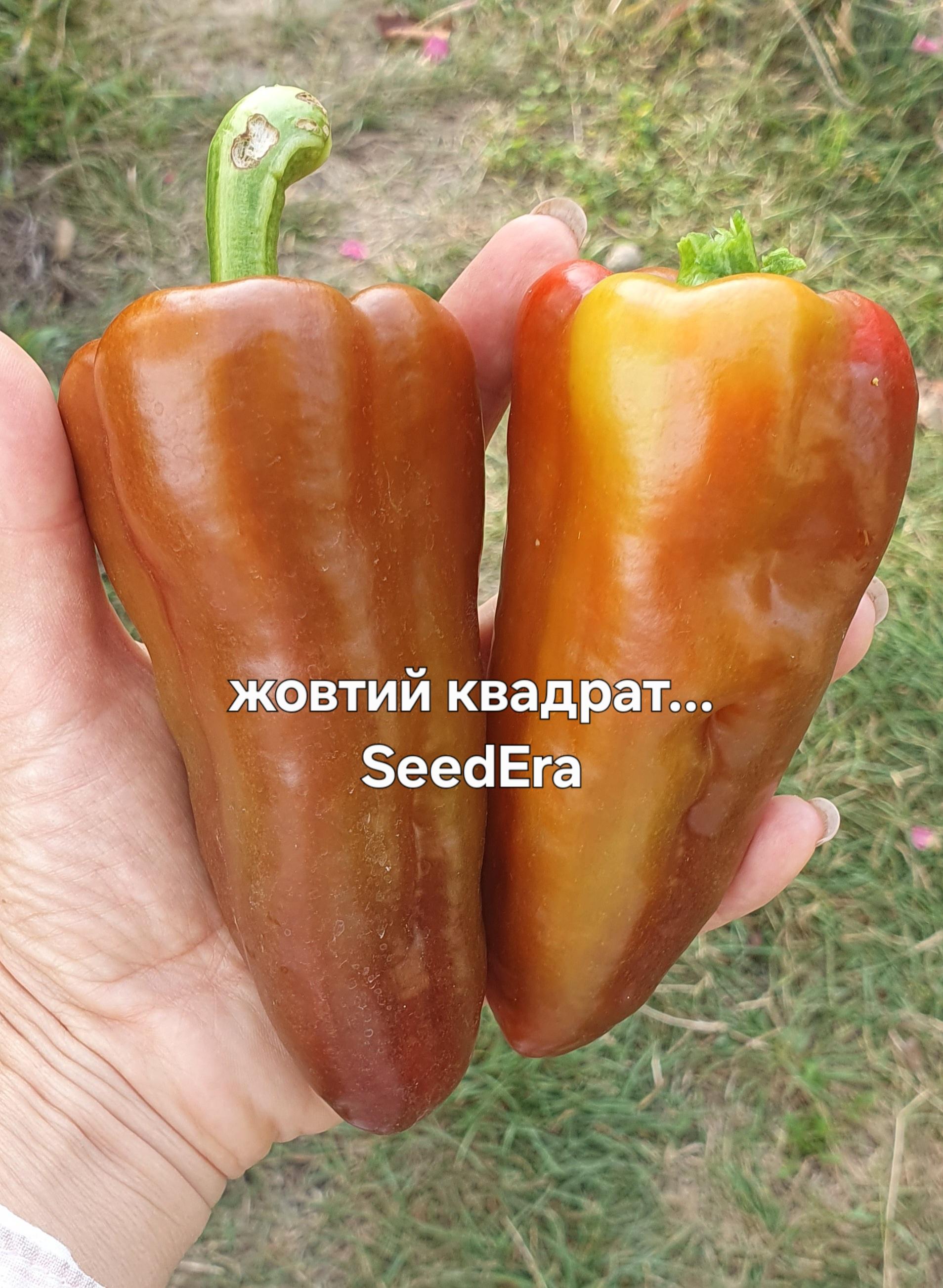 Семена перец Желтый квадрат 0,2 г SeedEra в реальных условиях использования от пользователя Тетяна.