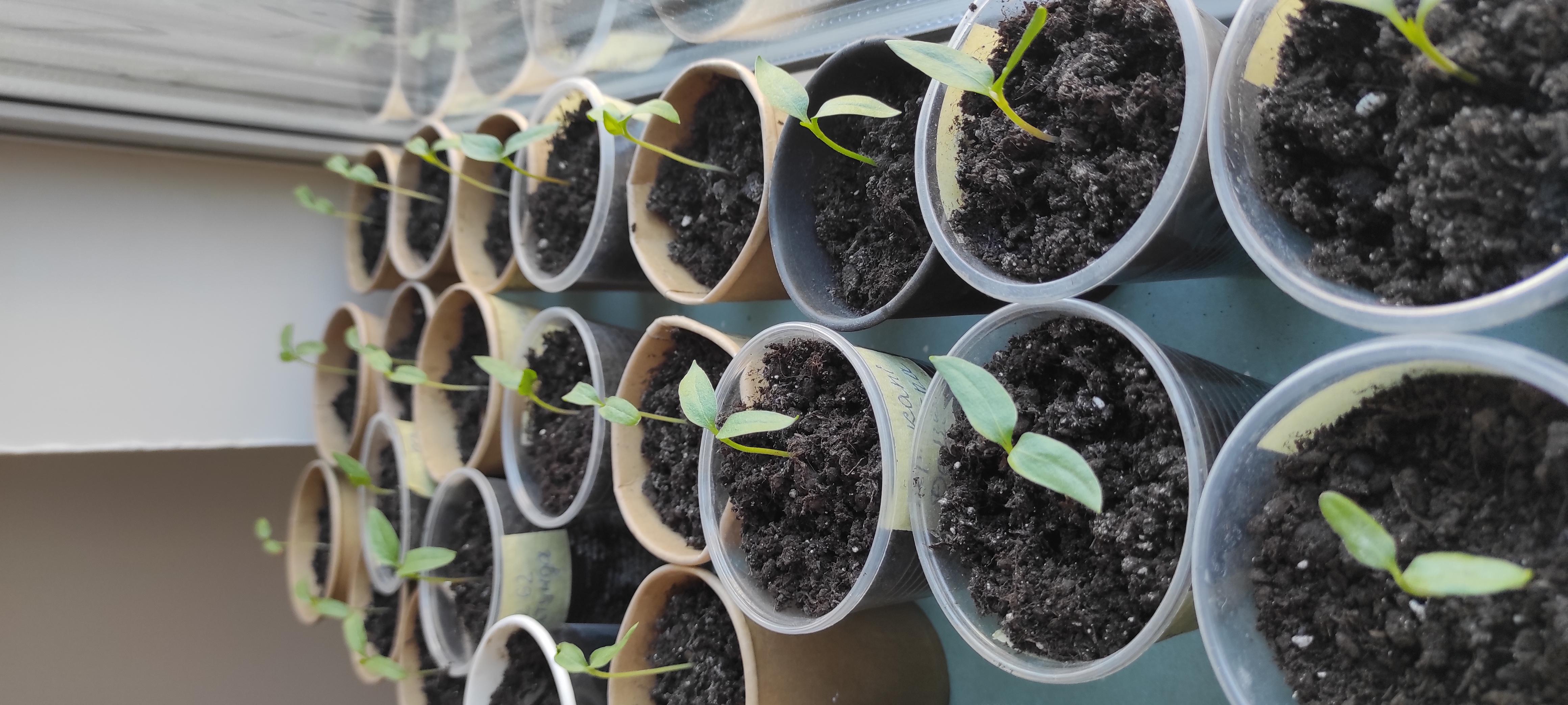 Субстрат торфяной Eco Plus для рассады 50 л в реальных условиях использования от пользователя Олена.