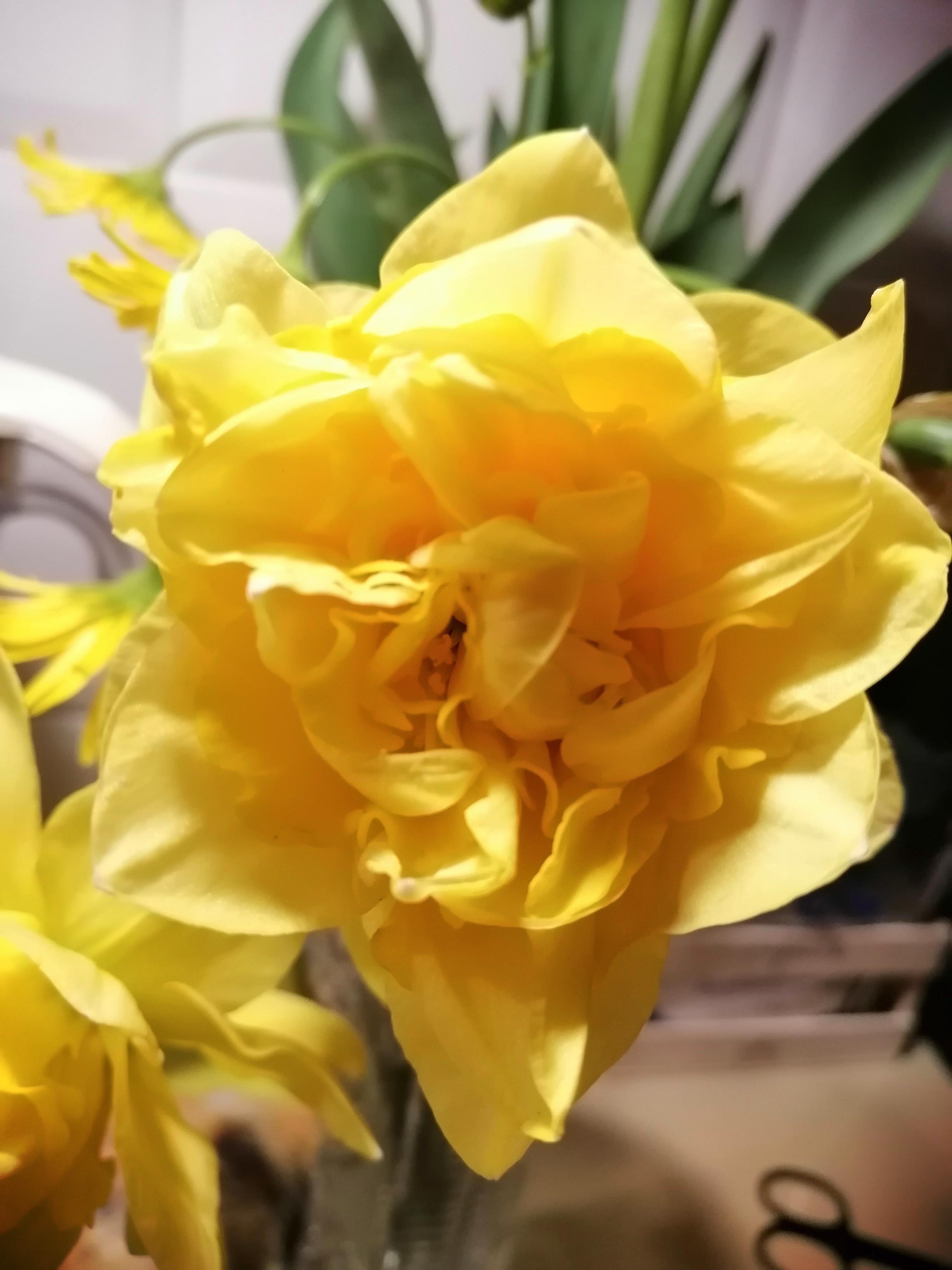 Луковица TUBERBULB Export B.V. нарцисса Дик Вилден 3 шт. в реальных условиях использования от покупателя Наталя.