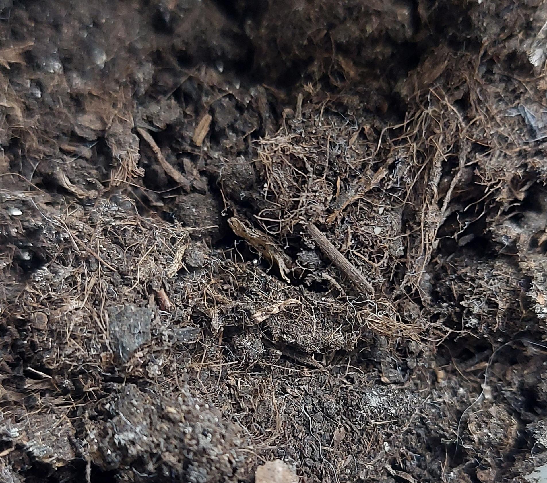 Субстрат Eco Plus универсальный 10 л в реальных условиях использования от покупателя Вікторія.