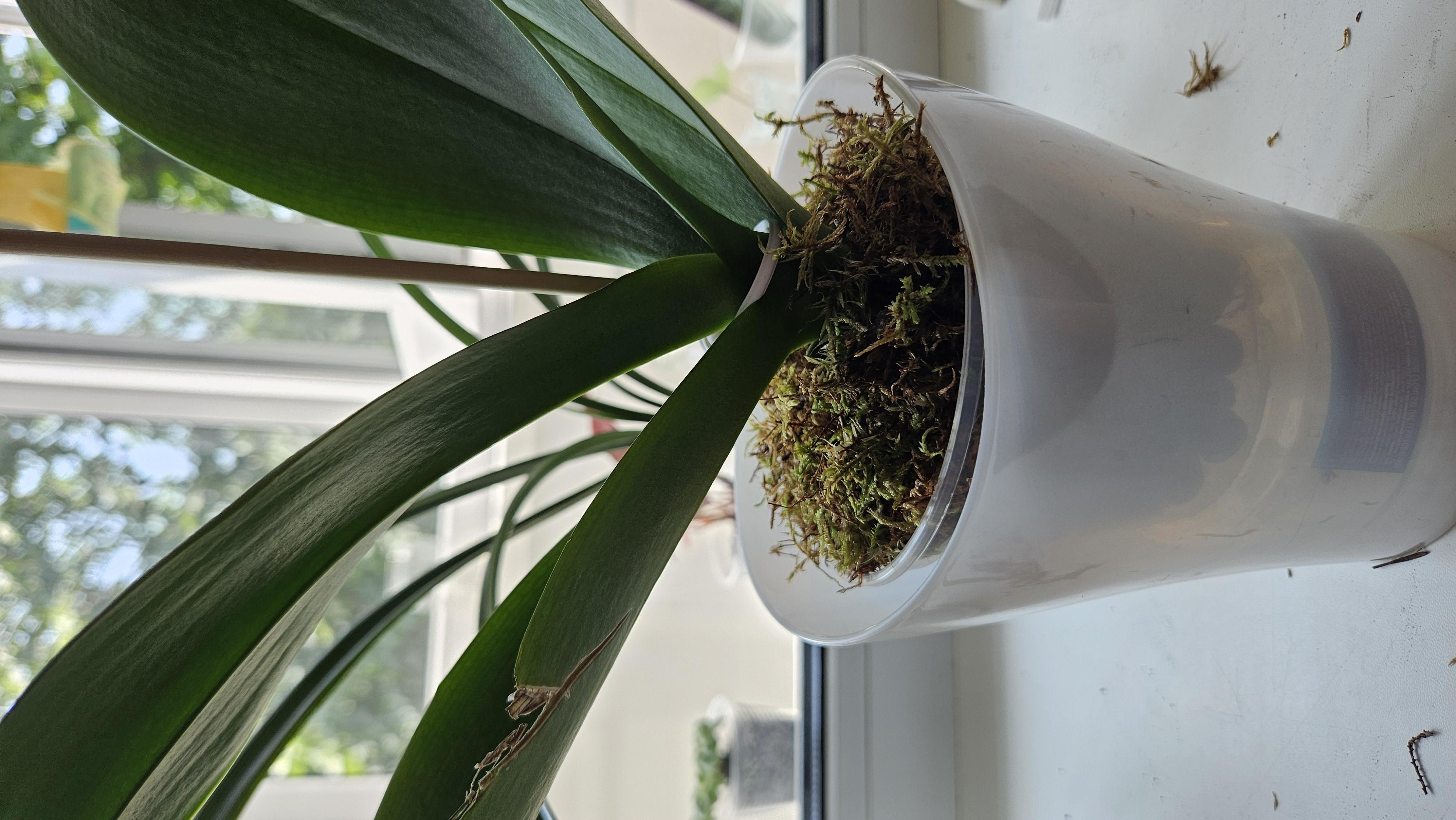 Мох сфагнум Зелене поле 1 л в реальных условиях использования от пользователя Вікторія.