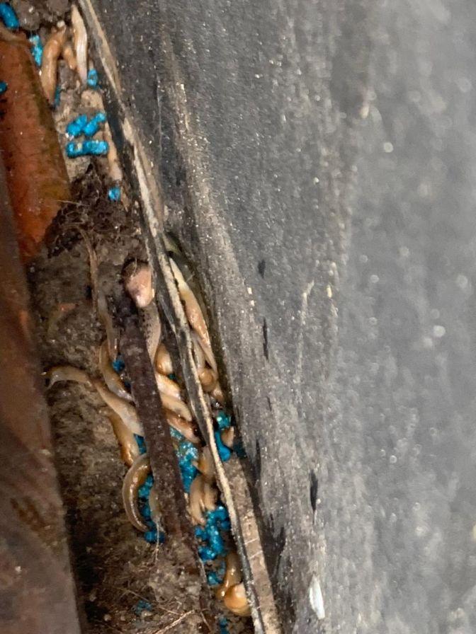 Інсектицид Slimex Plus від слимаків та равликів 04 GB відро 800 г синій у реальних умовах використання від користувача Юрій.