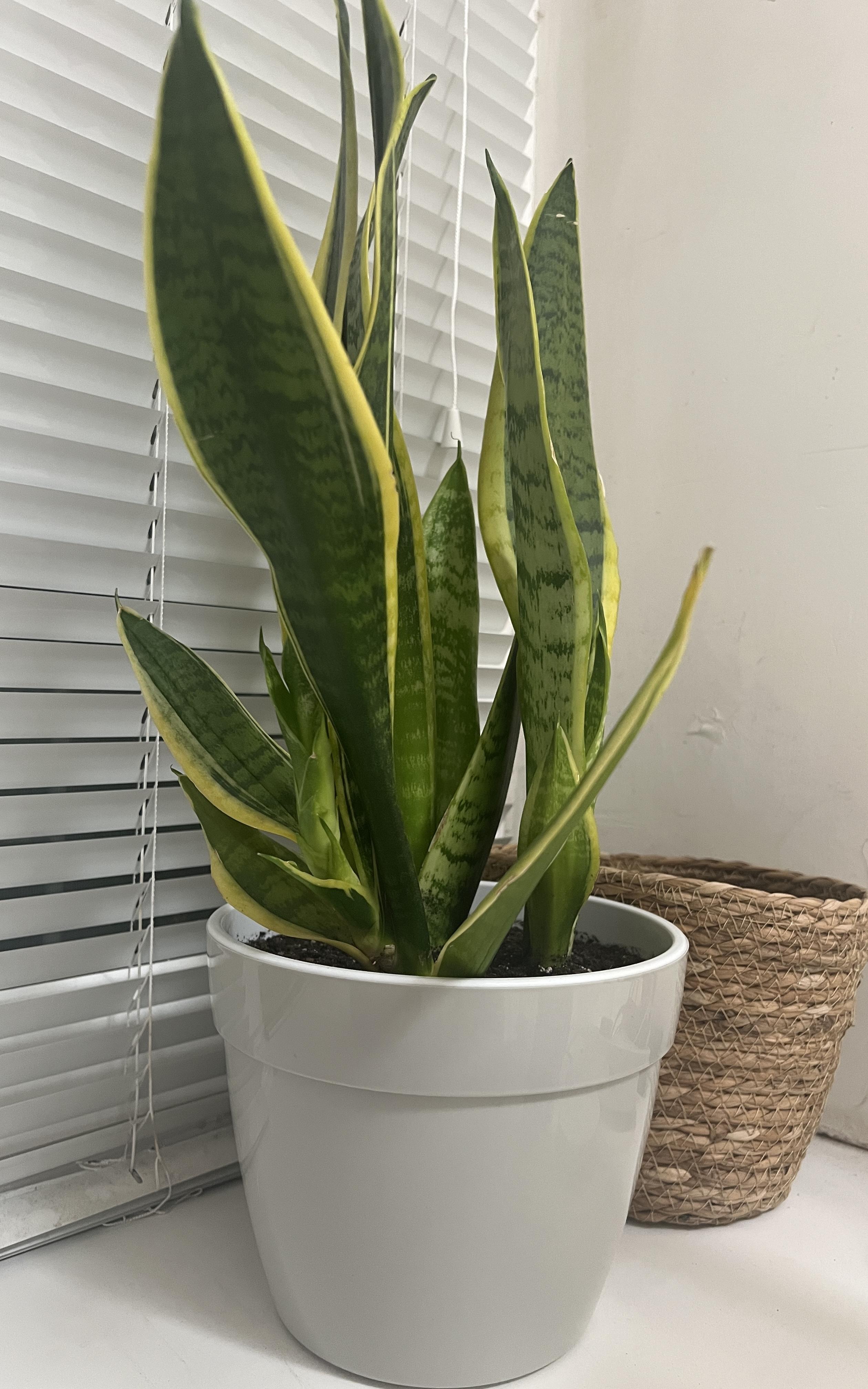 Фото: Вазон пластик Asti круглый серо-белый 2,5 л Santino (2010162), отправлено покупателем Юлія Вазон пластик Asti круглый серо-белый 2,5 л Santino (2010162) в реальных условиях использования от покупателя Юлія.