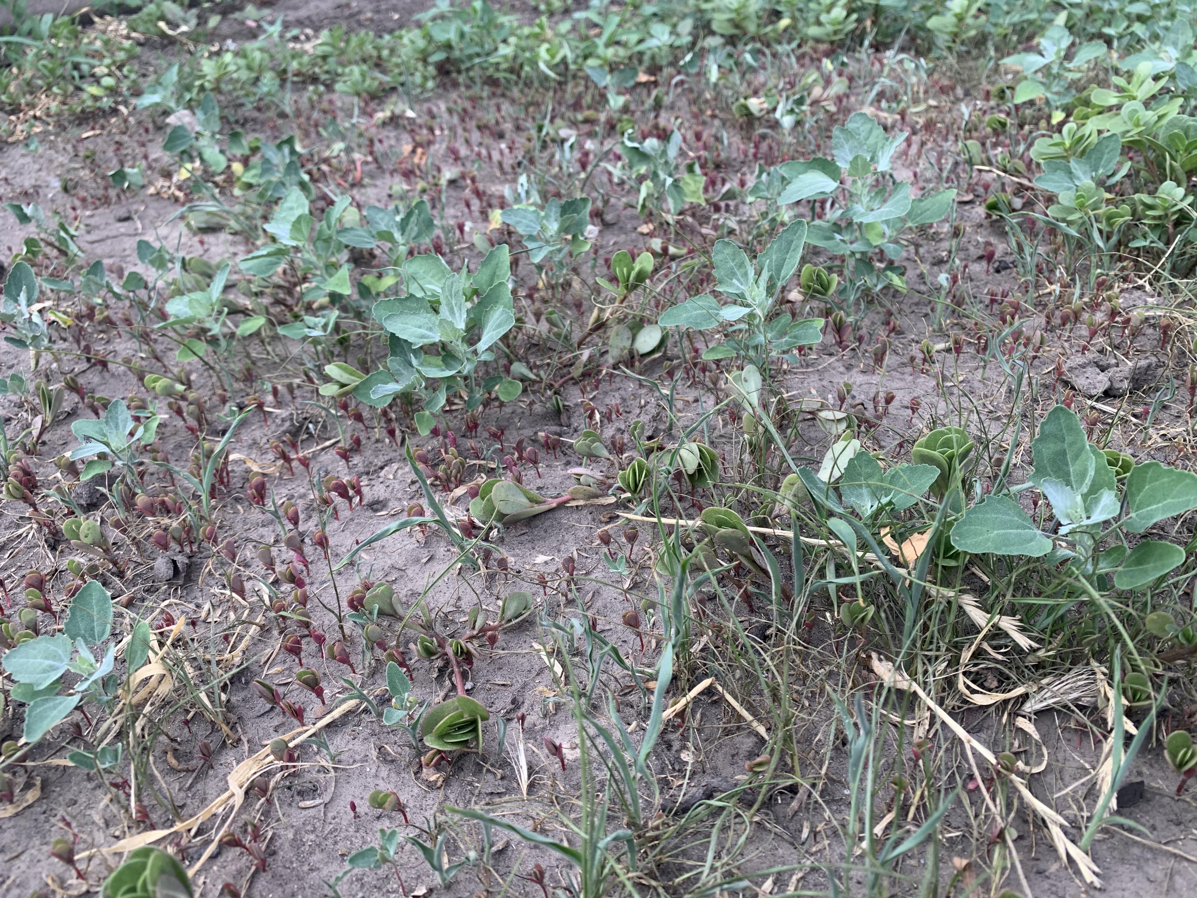 Насіння газонна трава універсальна Green Seeds 1 кг 1 кг 1000 г у реальних умовах використання від покупця Ігор Скляренко.
