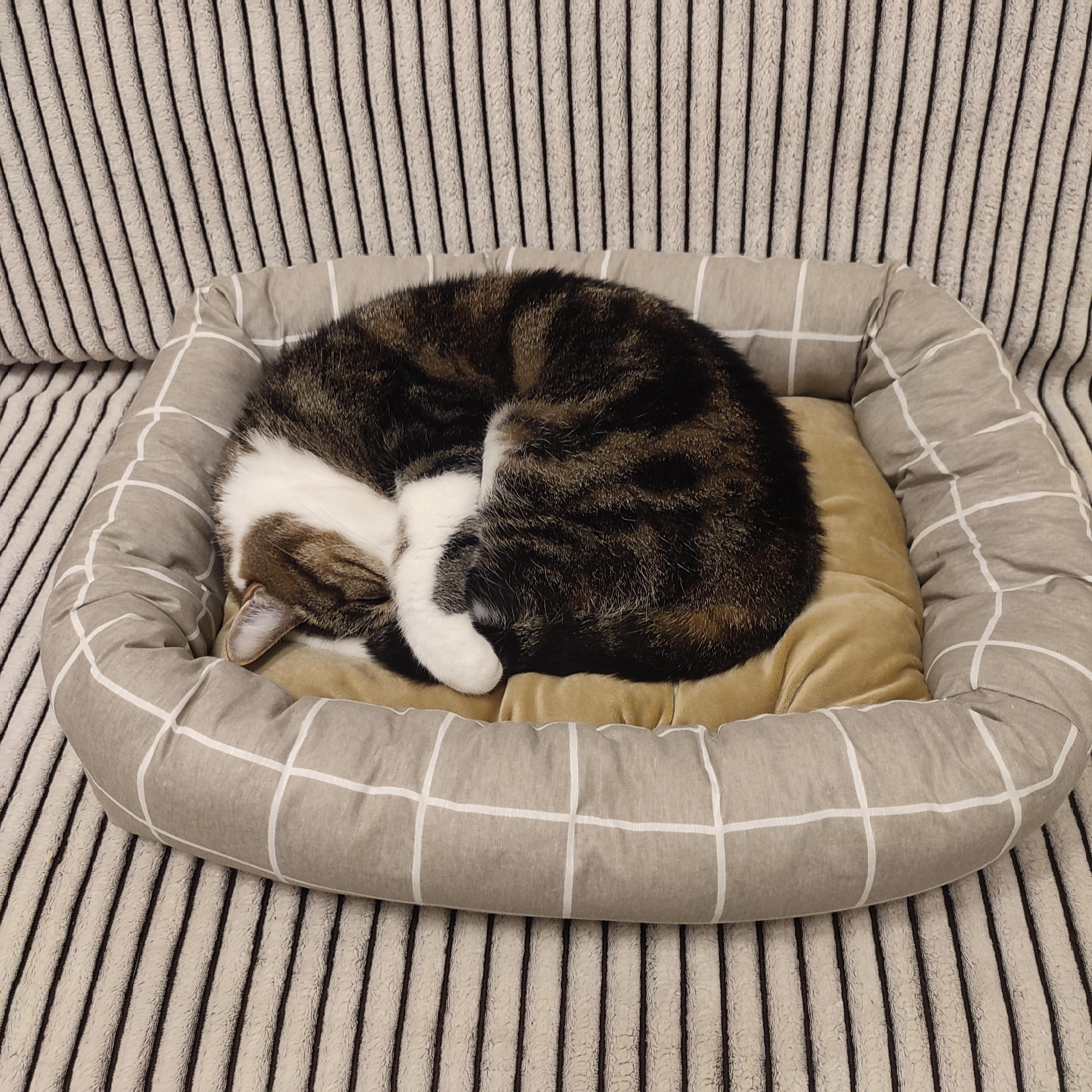 Лежак Природа Buddy для котів та собак 50х40х12 см (PR243069) у реальних умовах використання від користувача Марина.