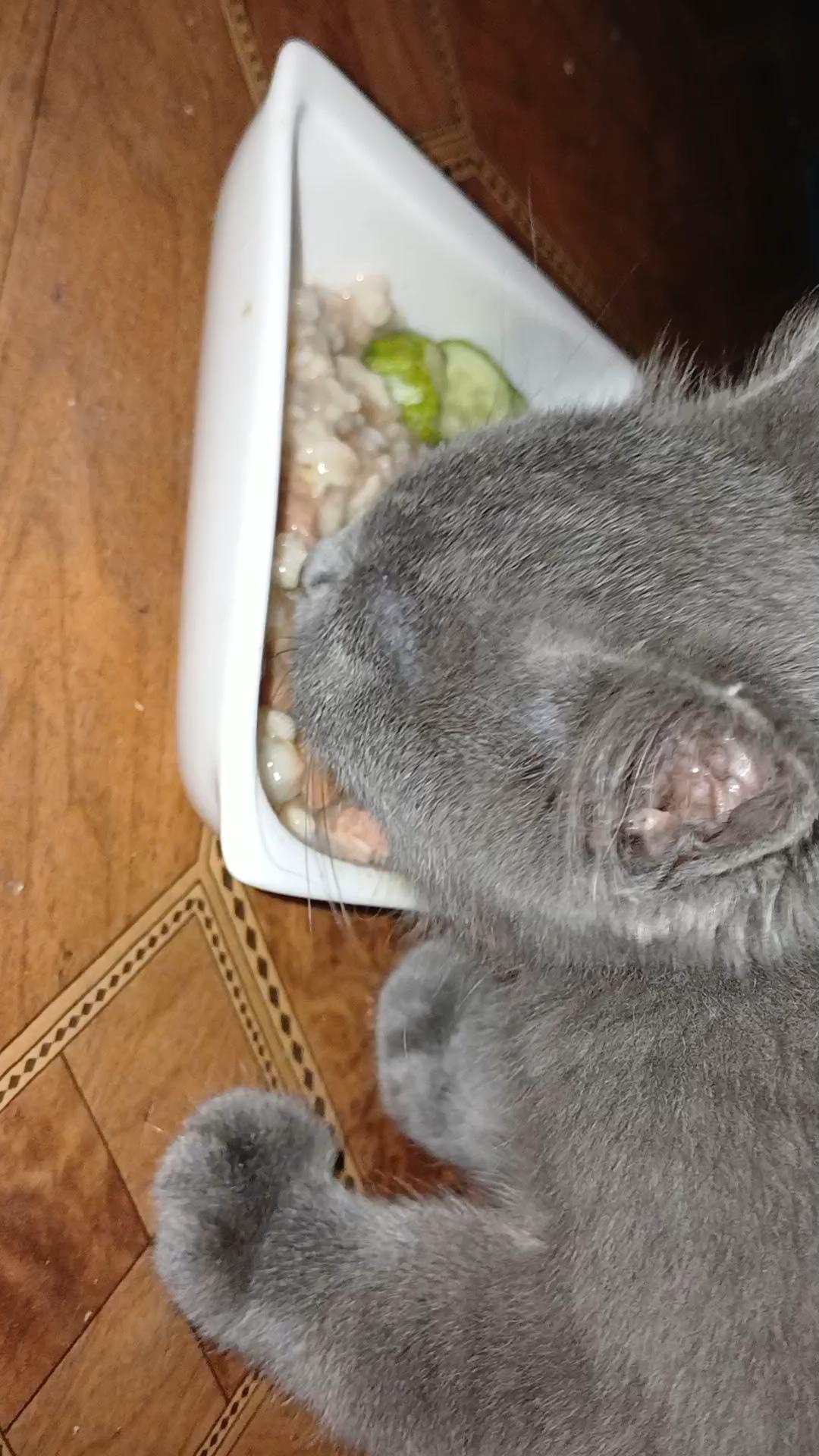 Корм для котів Пан Кот з соковитим ягням в соусі 100 г у реальних умовах використання від покупця Людмила.