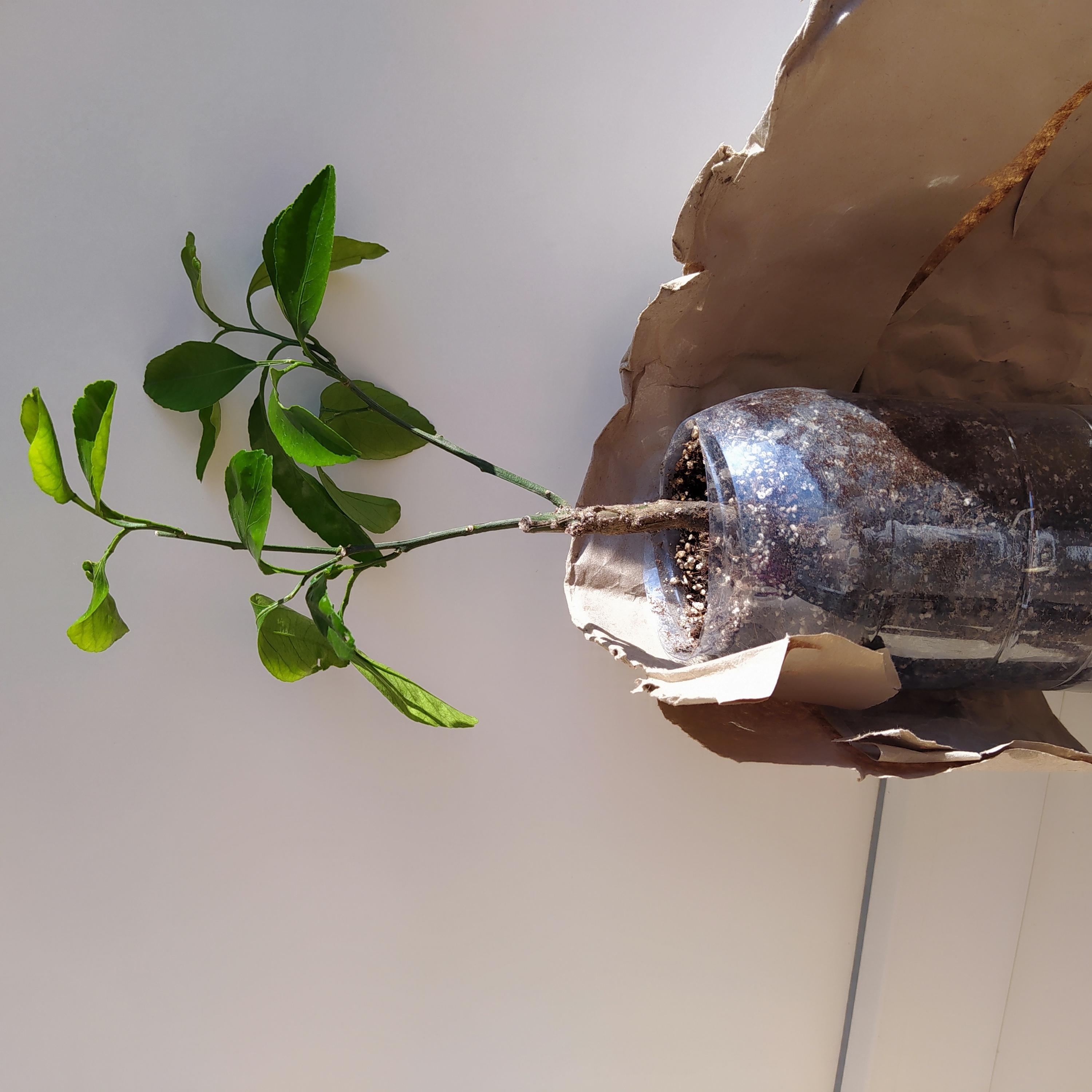 Фото: Грунт Balemala для кумквата органический 5 л (SW10086.2), отправлено пользователем Наталія Грунт Balemala для кумквата органический 5 л (SW10086.2) в реальных условиях использования от пользователя Наталія.