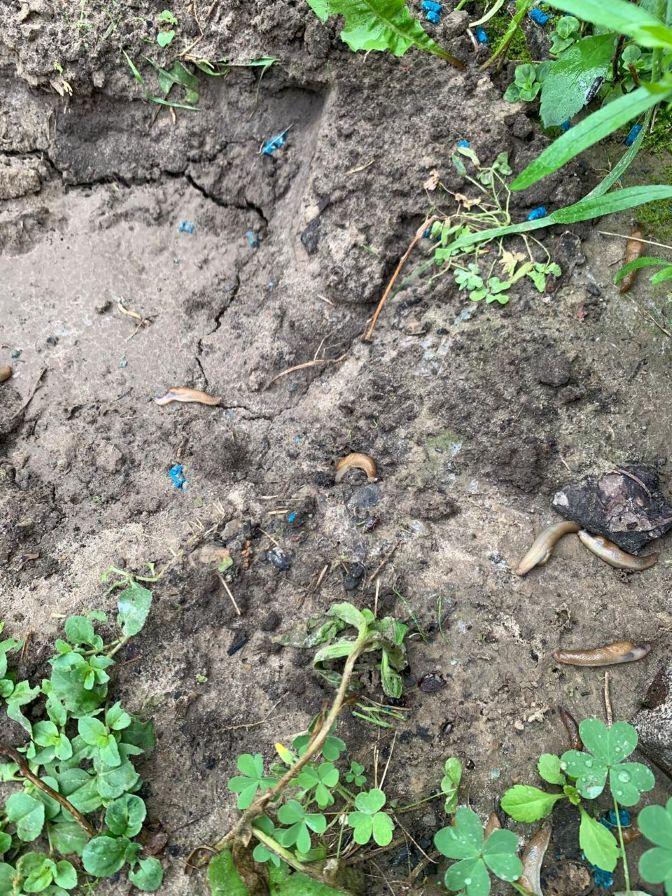 Інсектицид Slimex Plus від слимаків та равликів 04 GB відро 800 г синій у реальних умовах використання від користувача Юрій.