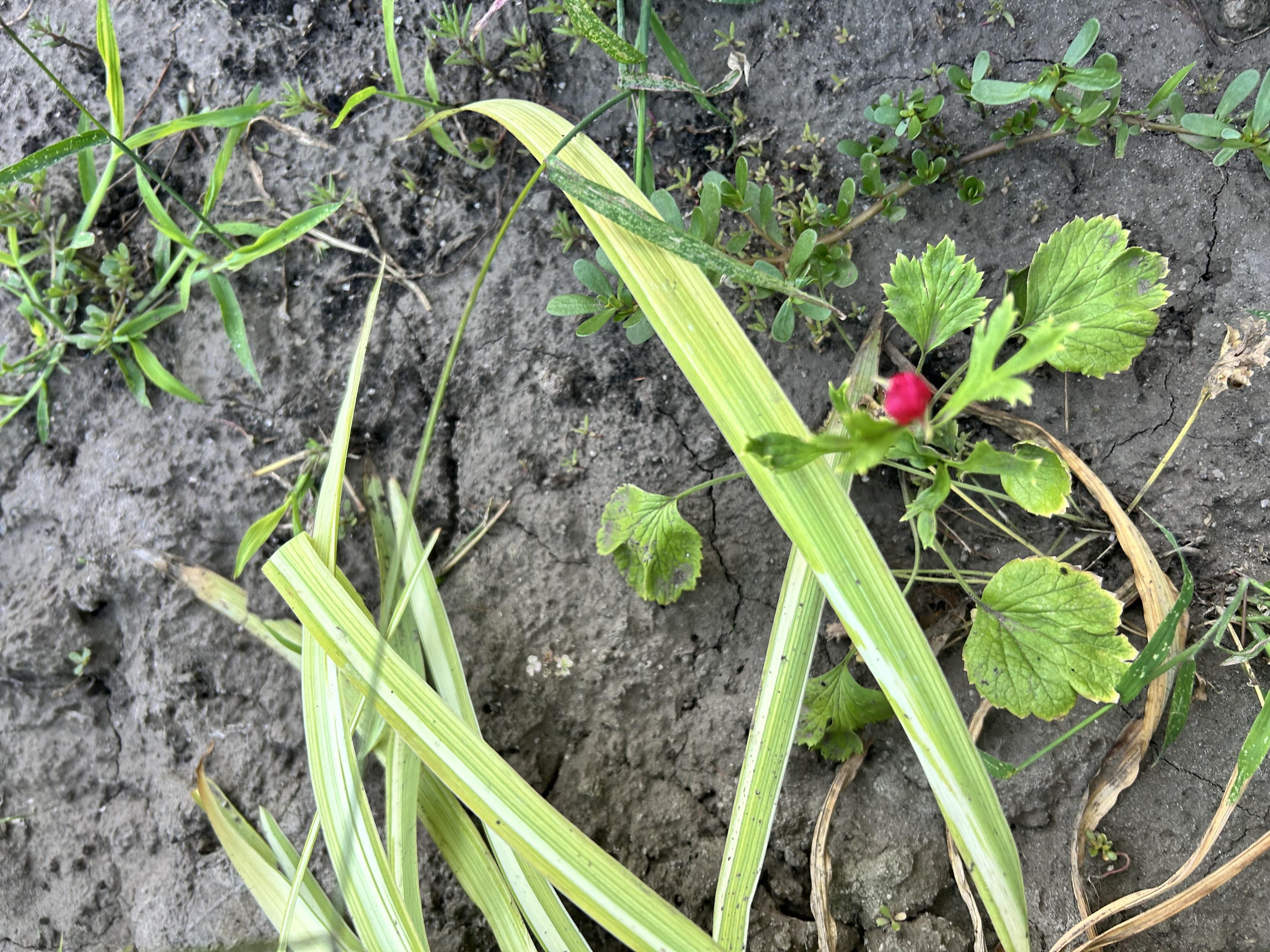 Корнеклубень лютика смесь 5 шт. в реальных условиях использования от покупателя Грабарчук.