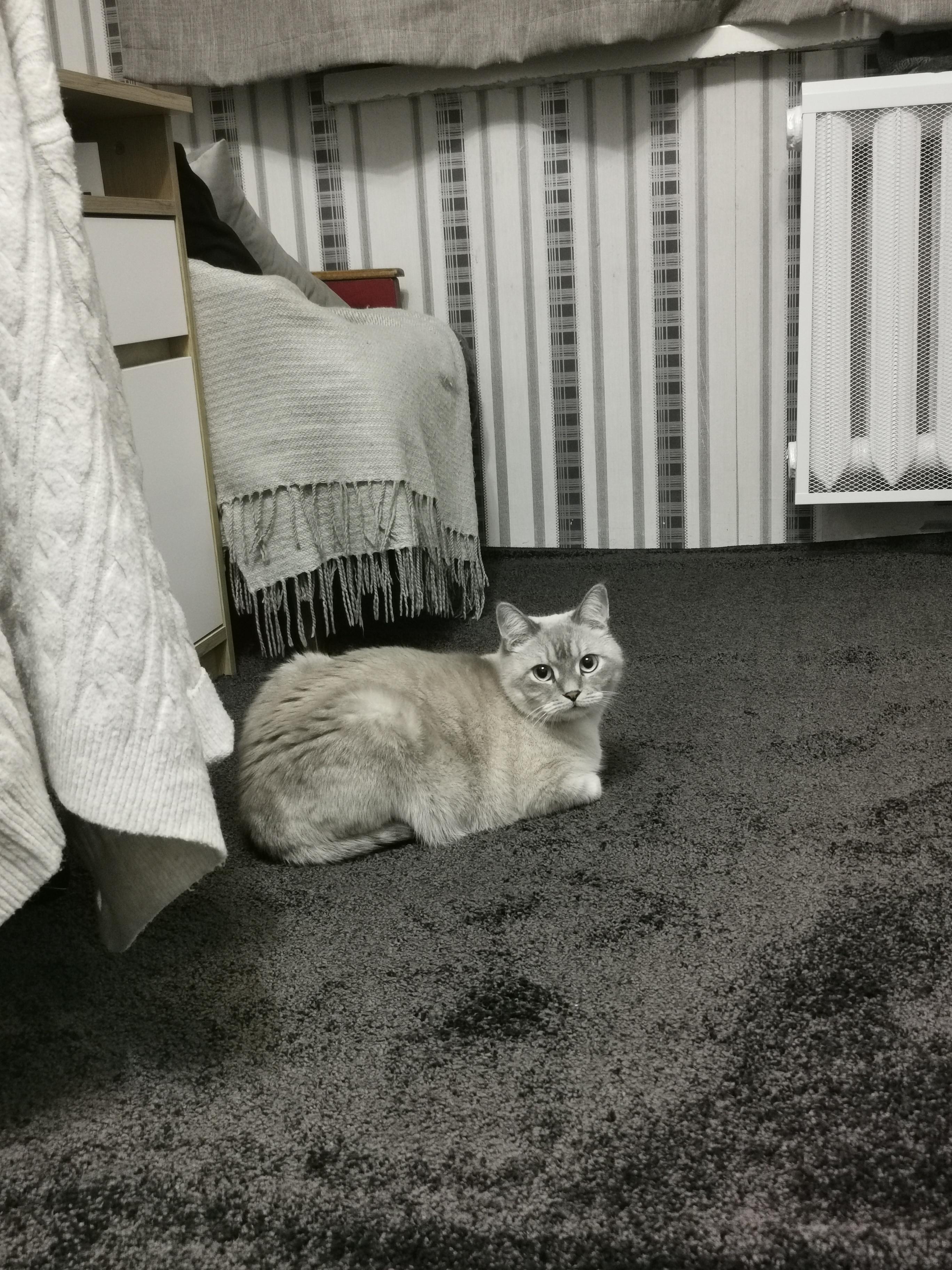 Килим Karat Carpet Future 0.8x1.5 м Graphite СТОК у реальних умовах використання від покупця Алевтина.
