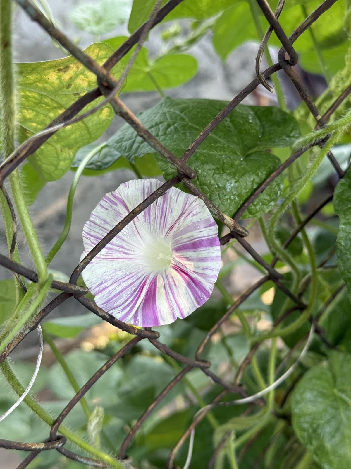 Фото: Семена Seedera ипомея смесь 1 г, отправлено покупателем Віра Семена Seedera ипомея смесь 1 г в реальных условиях использования от покупателя Віра.