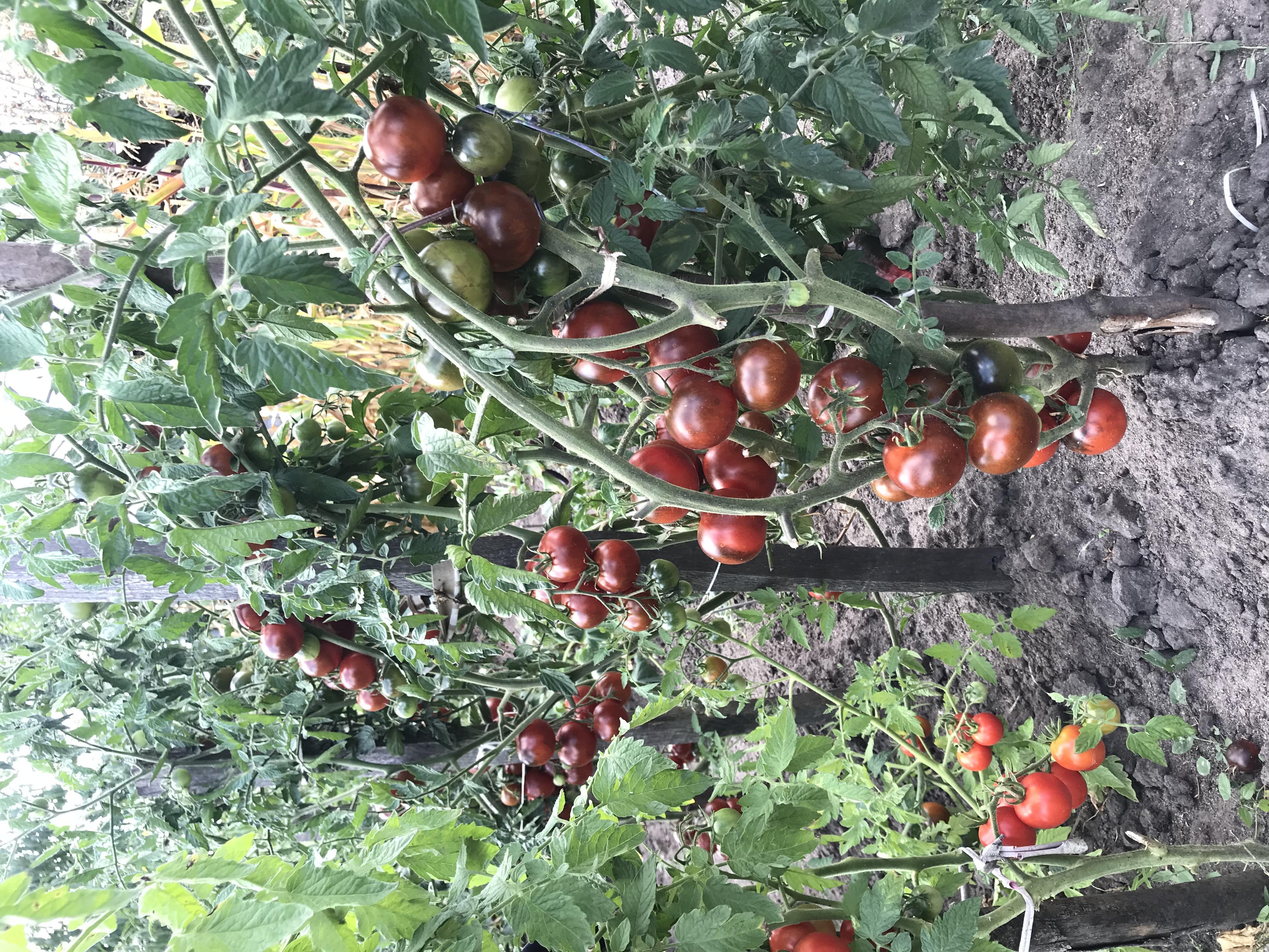 Насіння томат KS 3900 F1 8 шт. Kitano Seeds у реальних умовах використання від покупця Дмитро.