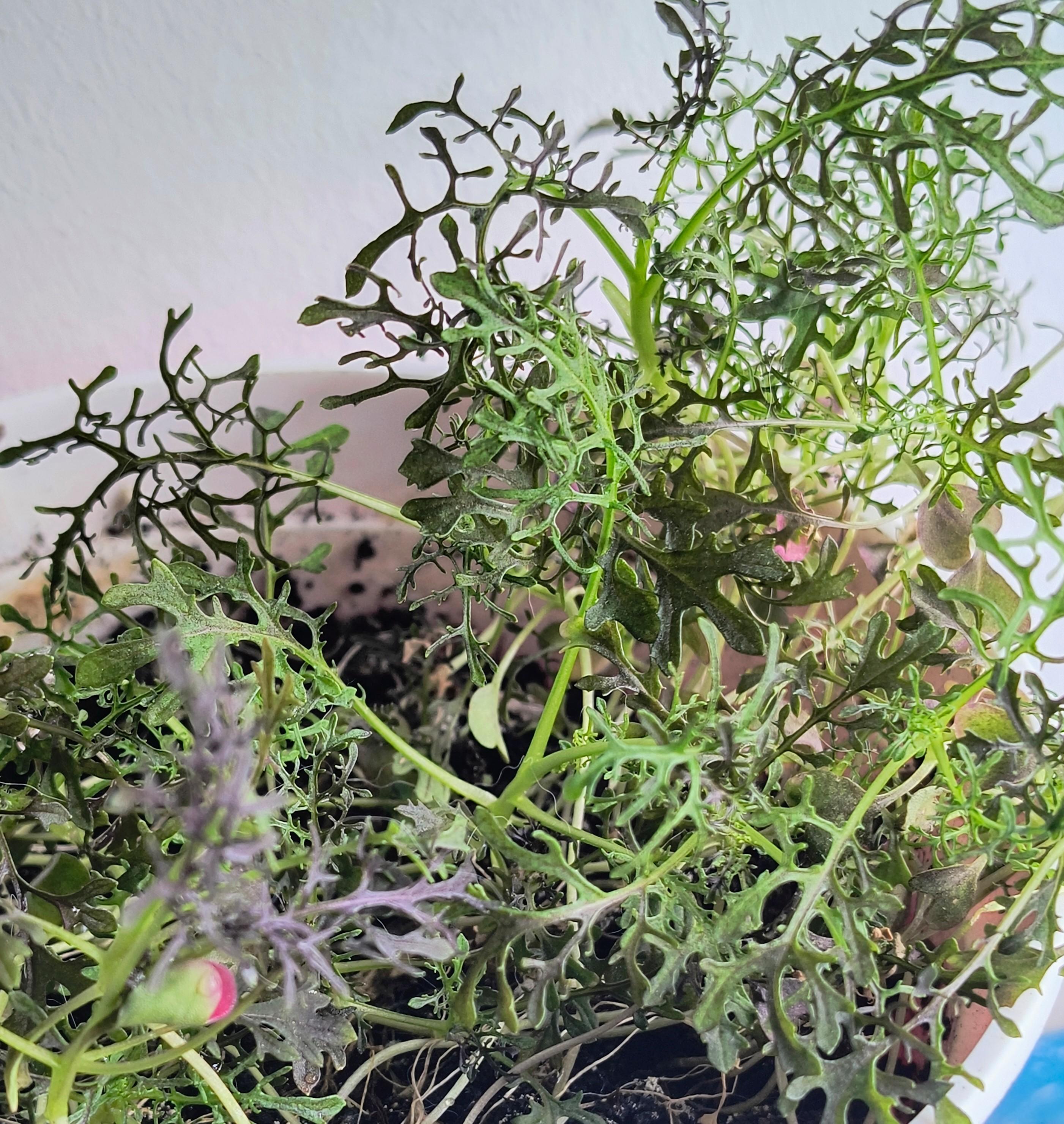 Семена горчица Красный гигант 1 г Яскрава в реальных условиях использования от покупателя Олена.