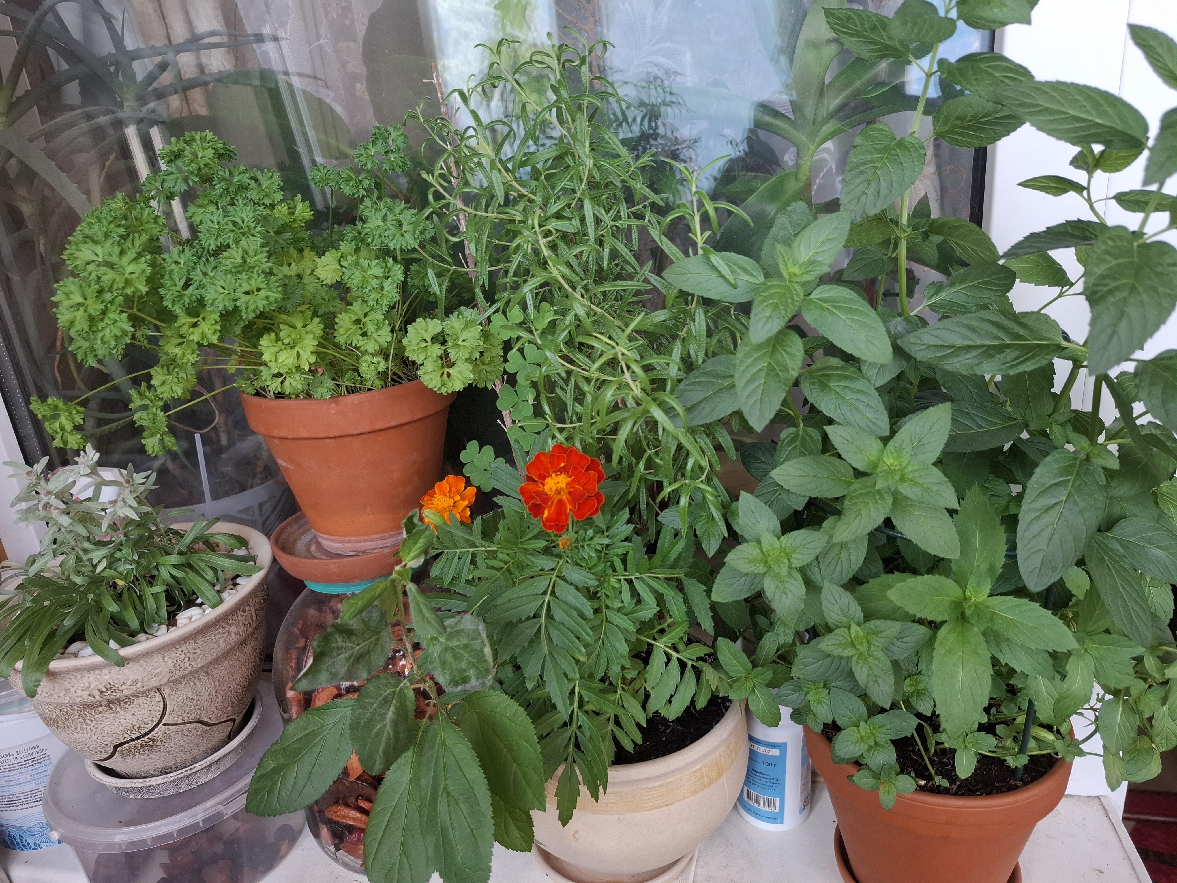 Субстрат универсальный Полесский в реальных условиях использования от покупателя Tetiana.