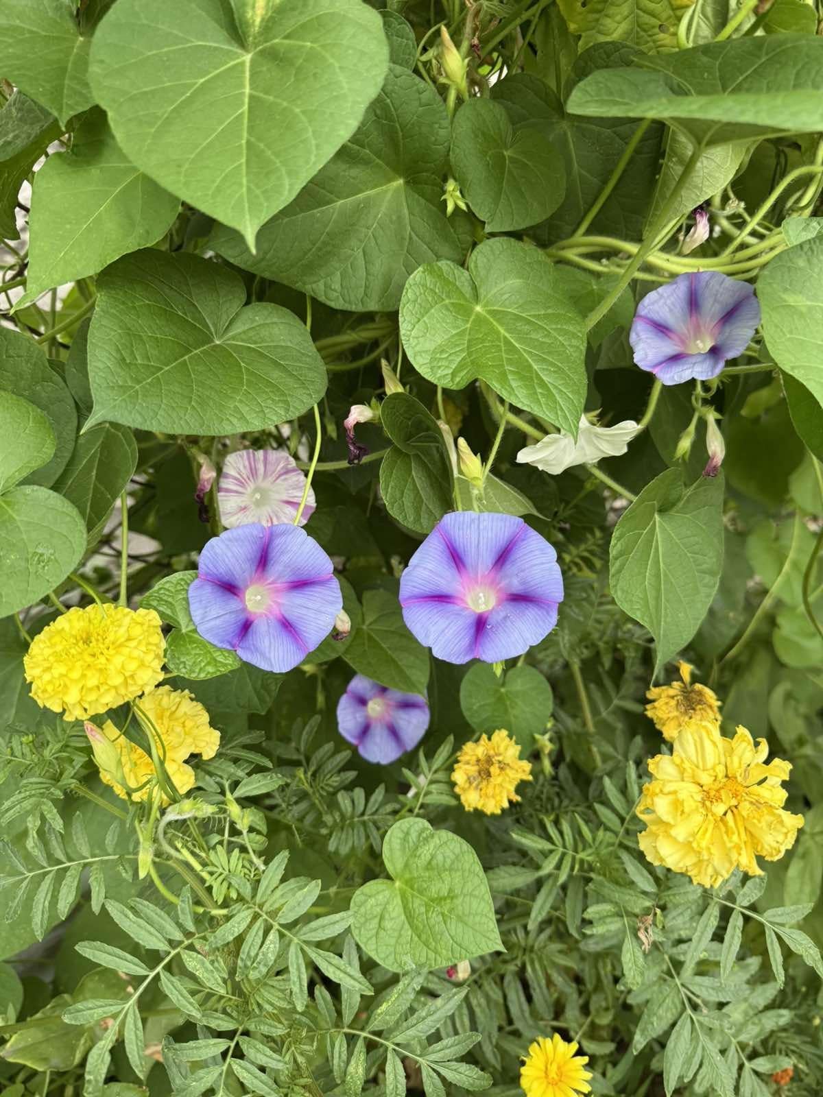 Фото: Семена Seedera ипомея смесь 1 г, отправлено покупателем Віра Семена Seedera ипомея смесь 1 г в реальных условиях использования от покупателя Віра.