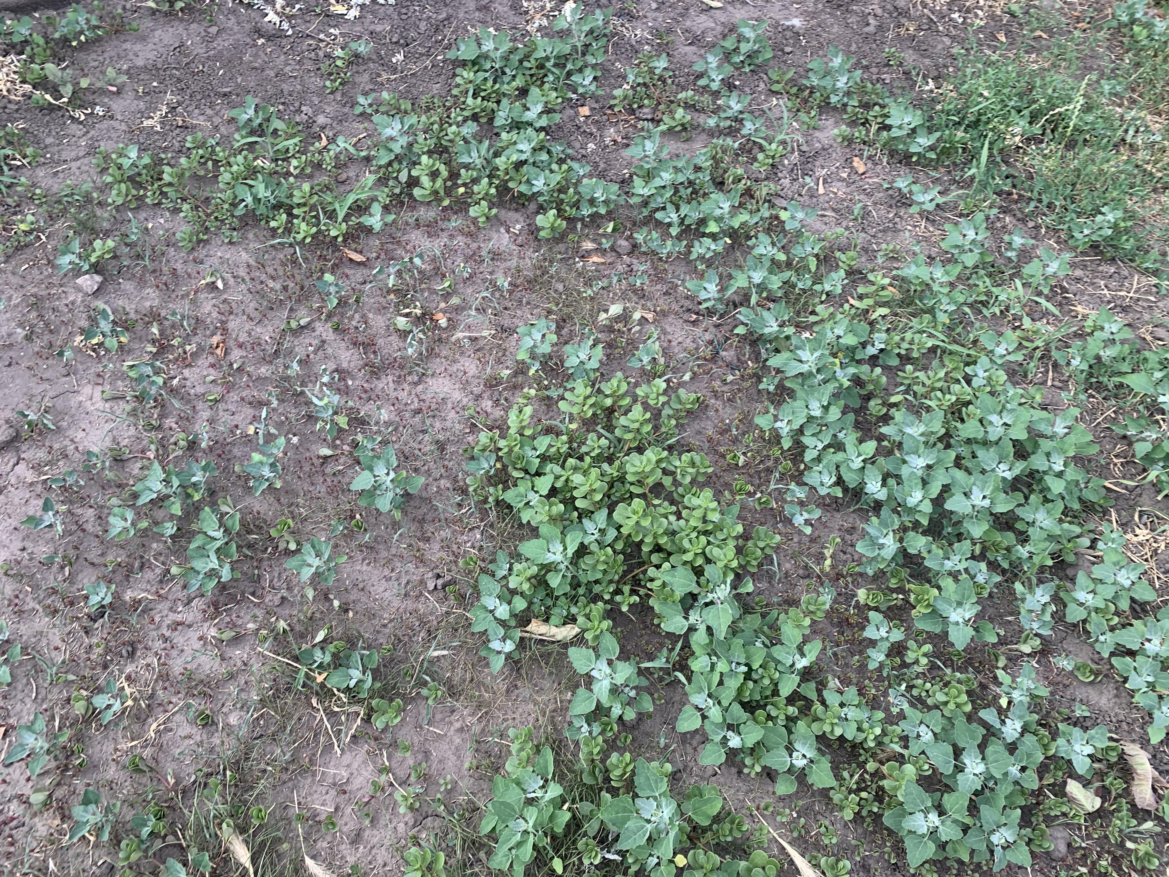 Насіння газонна трава універсальна Green Seeds 1 кг 1 кг 1000 г у реальних умовах використання від покупця Ігор Скляренко.