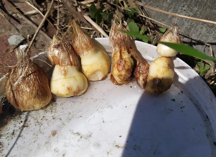 Клубнелуковица TUBERBULB Export B.V. фрезии простой смесь 5 шт. в реальных условиях использования от пользователя Светлана.