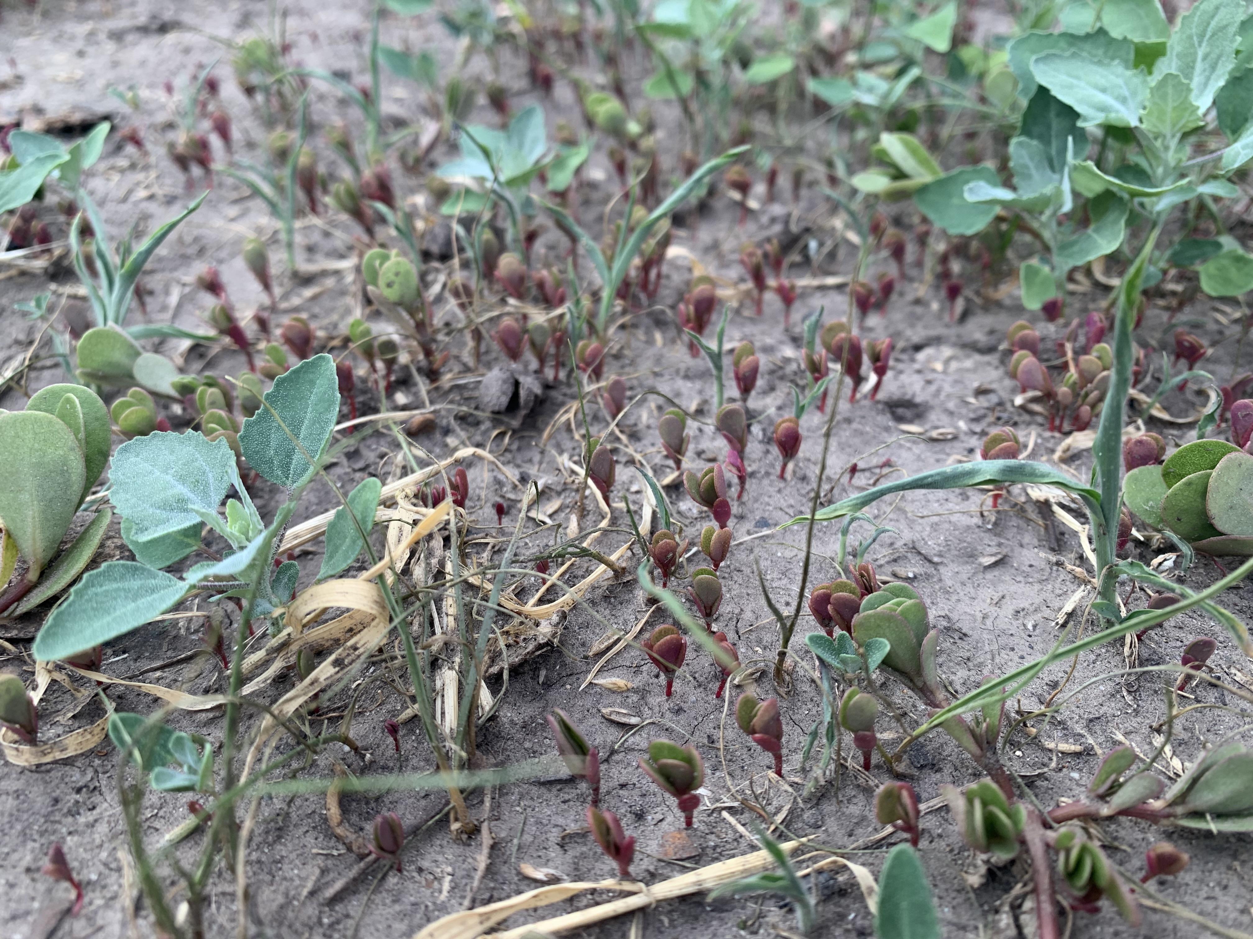 Насіння газонна трава універсальна Green Seeds 1 кг 1 кг 1000 г у реальних умовах використання від покупця Ігор Скляренко.