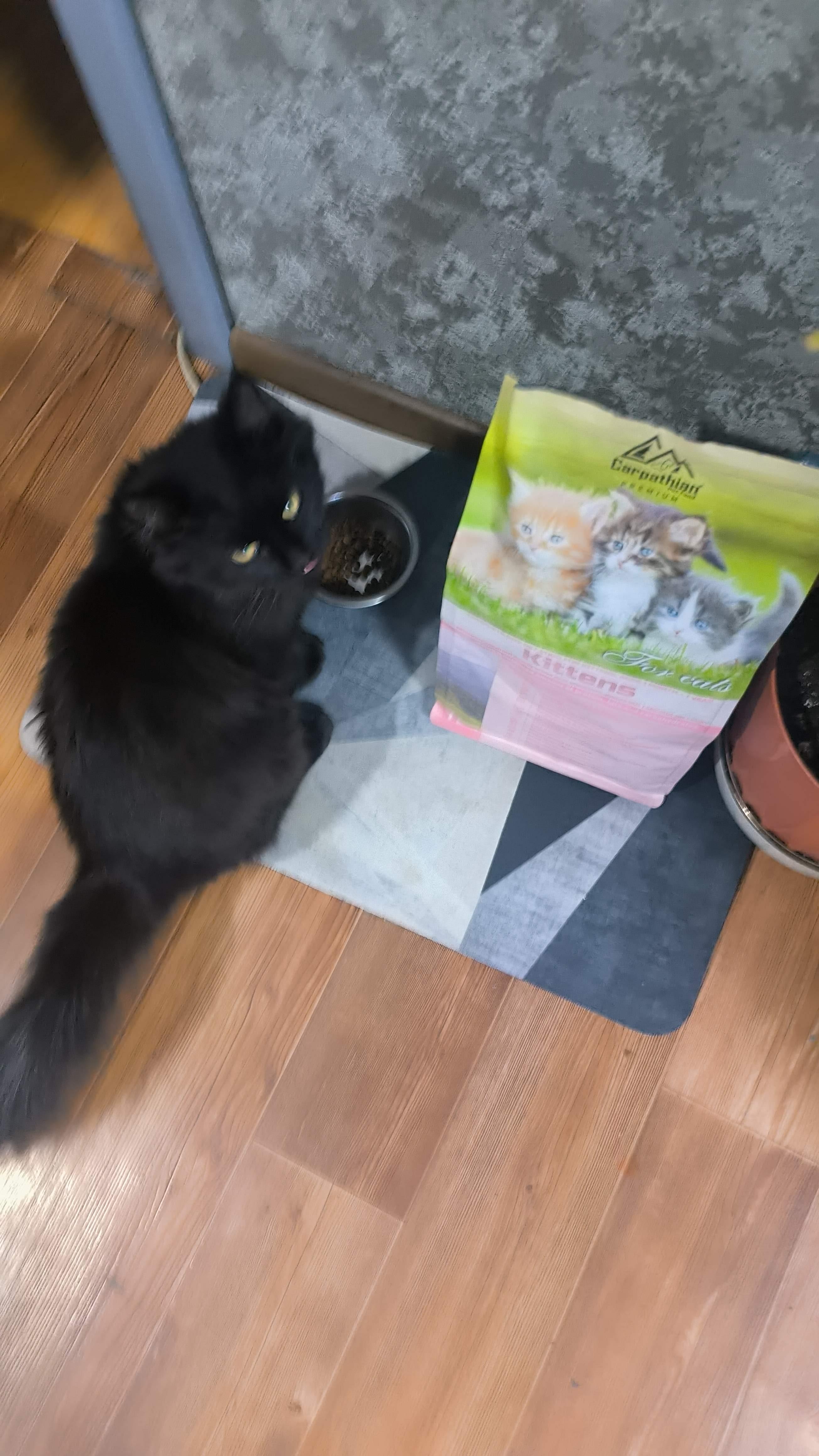 Корм сухий для кошенят Carpathian Pet Food Kittens М’ясо курки 1,5 кг у реальних умовах використання від покупця Андрій.