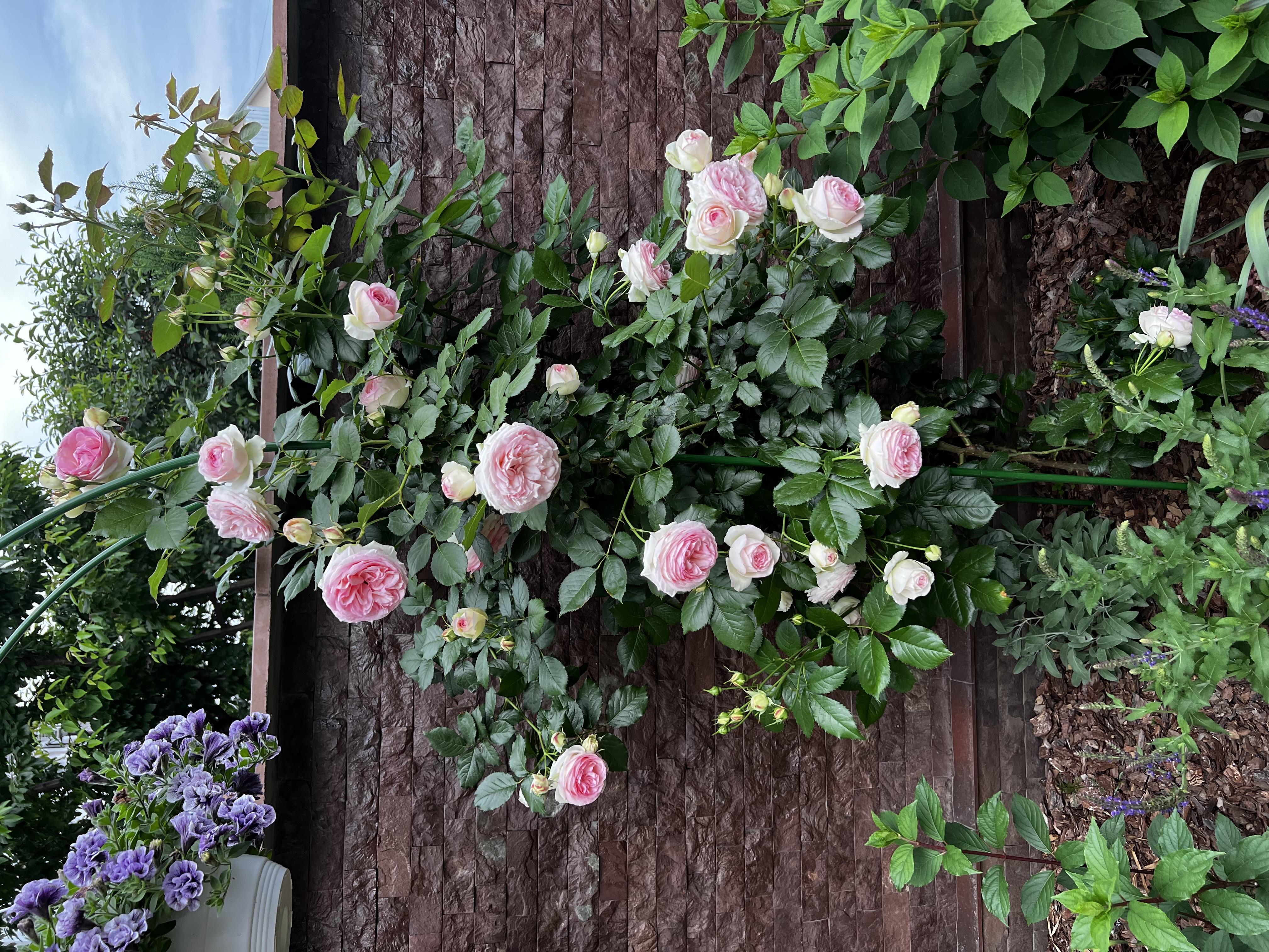 Арка садовая Standart-Ультра 2400х1400х400 мм (зелёная) в реальных условиях использования от пользователя Лєна.