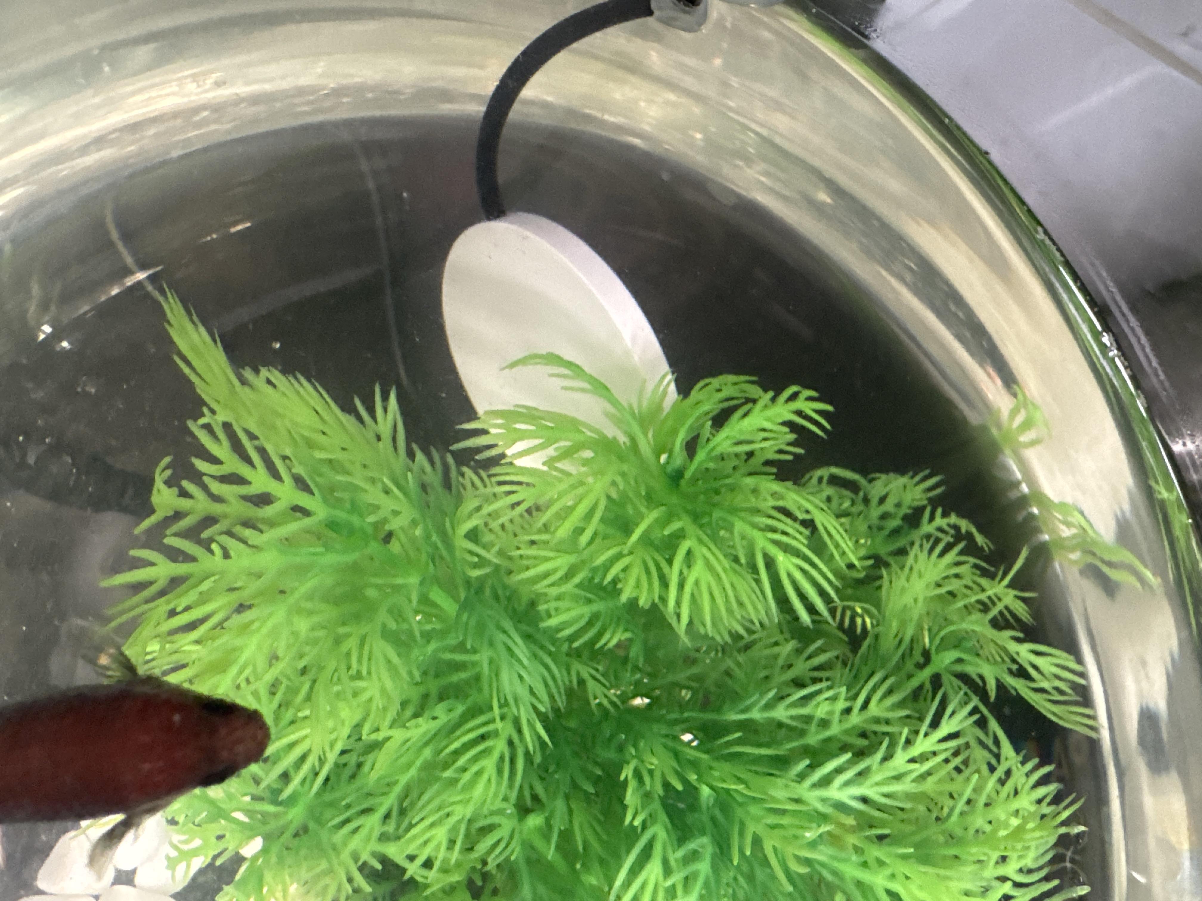 Обогреватель мини для аквариумов Aqua-Tech Round Heater 10W до 10 л (ATHE-HW10) в реальных условиях использования от пользователя Оксана.