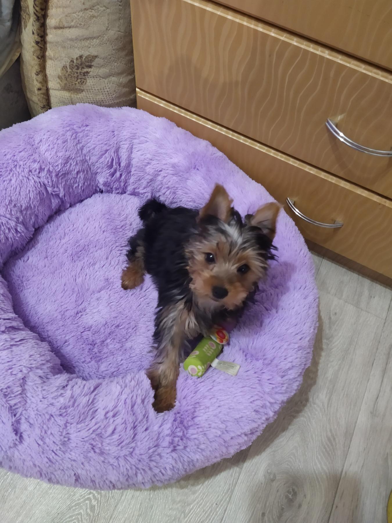 Фото: Лежак для животных Велетень Мех 65х65х20 см Бежевый (L beige), отправлено покупателем Алексей Лежак для животных Велетень Мех 65х65х20 см Бежевый (L beige) в реальных условиях использования от покупателя Алексей.