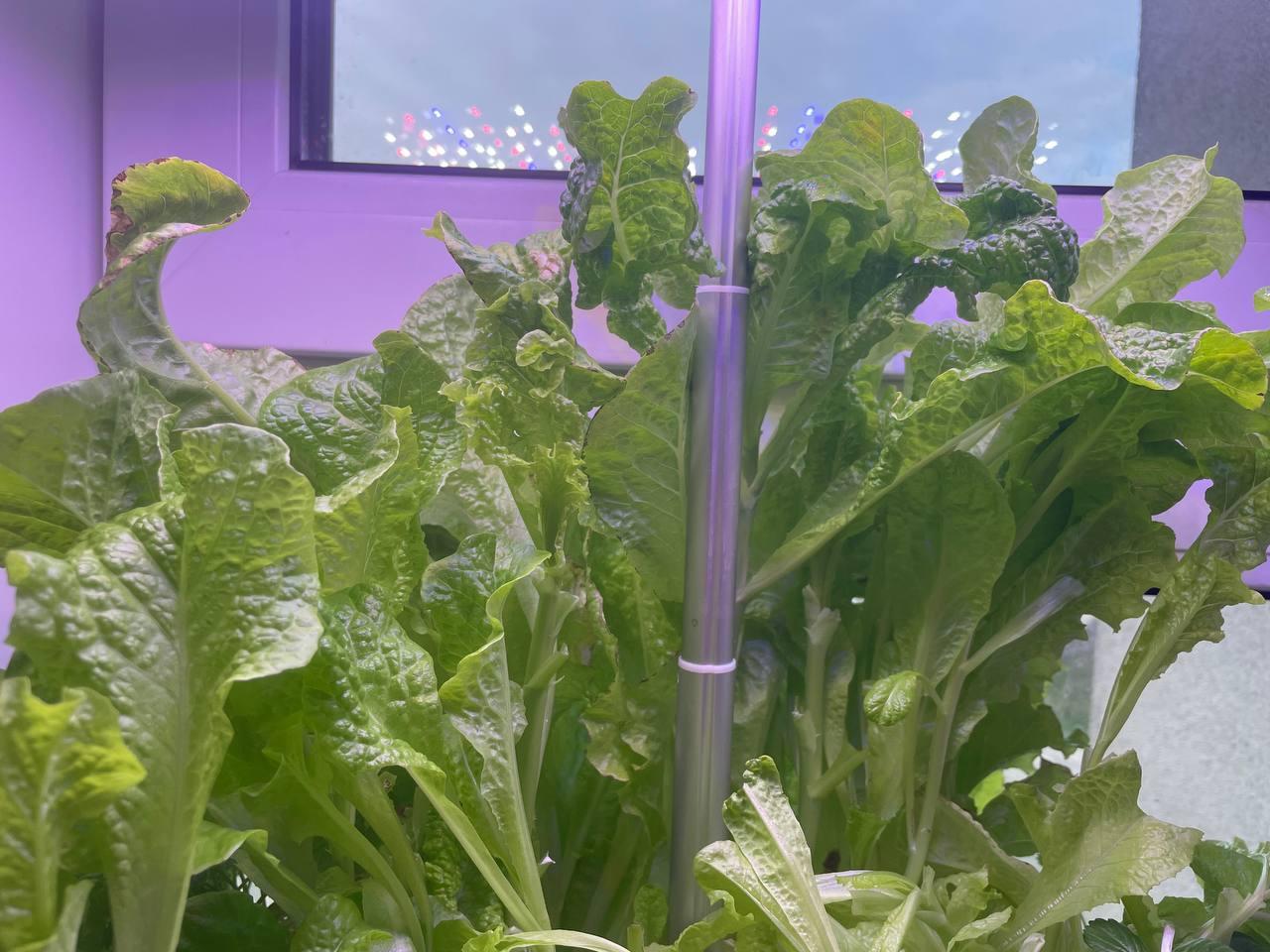 Гідропонна система для дому ABIS SP201 Білий у реальних умовах використання від користувача Юля.