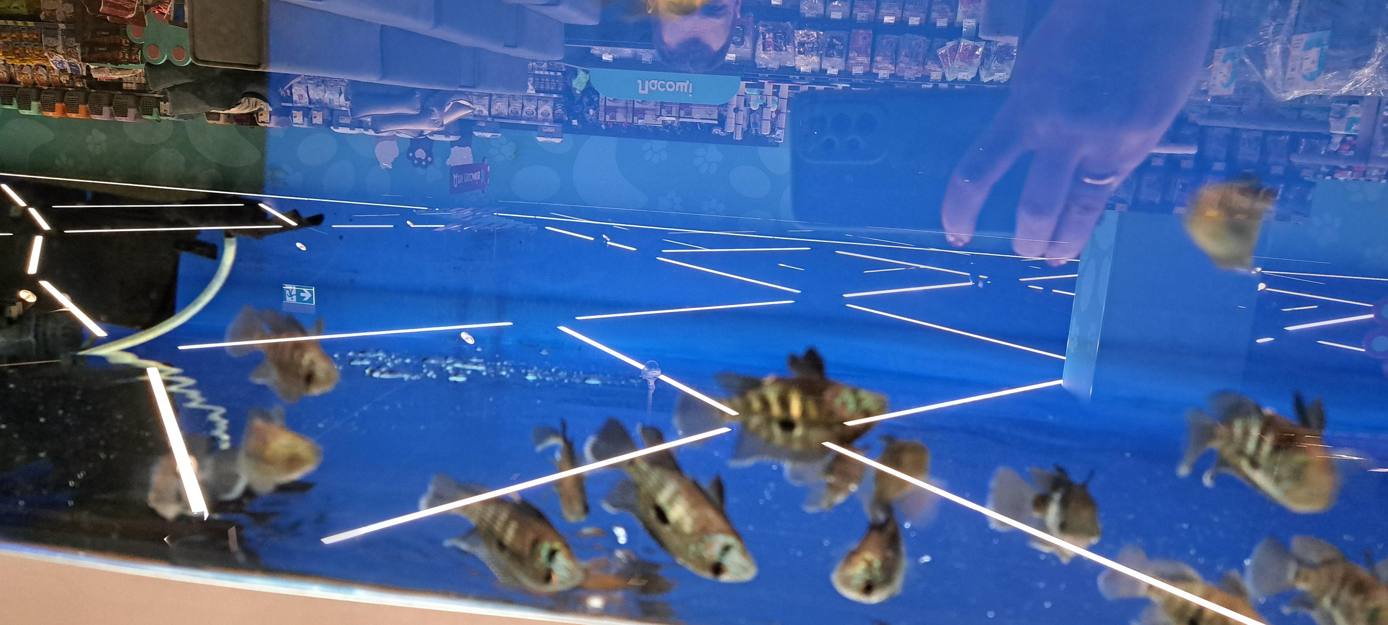 Фото: Рыбка Астронотус 10-12 см, отправлено пользователем Юлия Рыбка Астронотус 10-12 см в реальных условиях использования от пользователя Юлия.