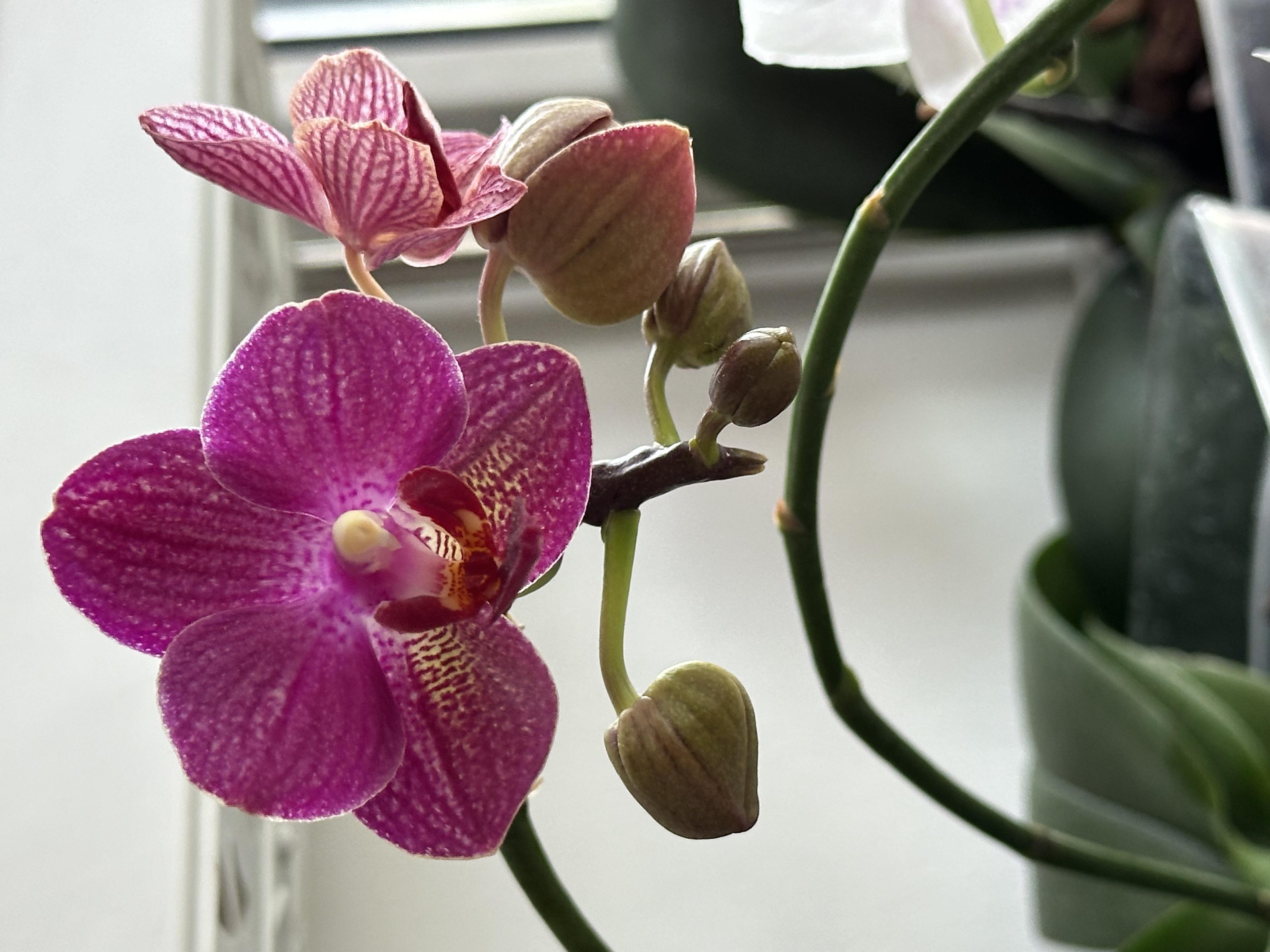 Удобрение для орхидей Compo 500 мл 4089 в реальных условиях использования от пользователя Сергій.