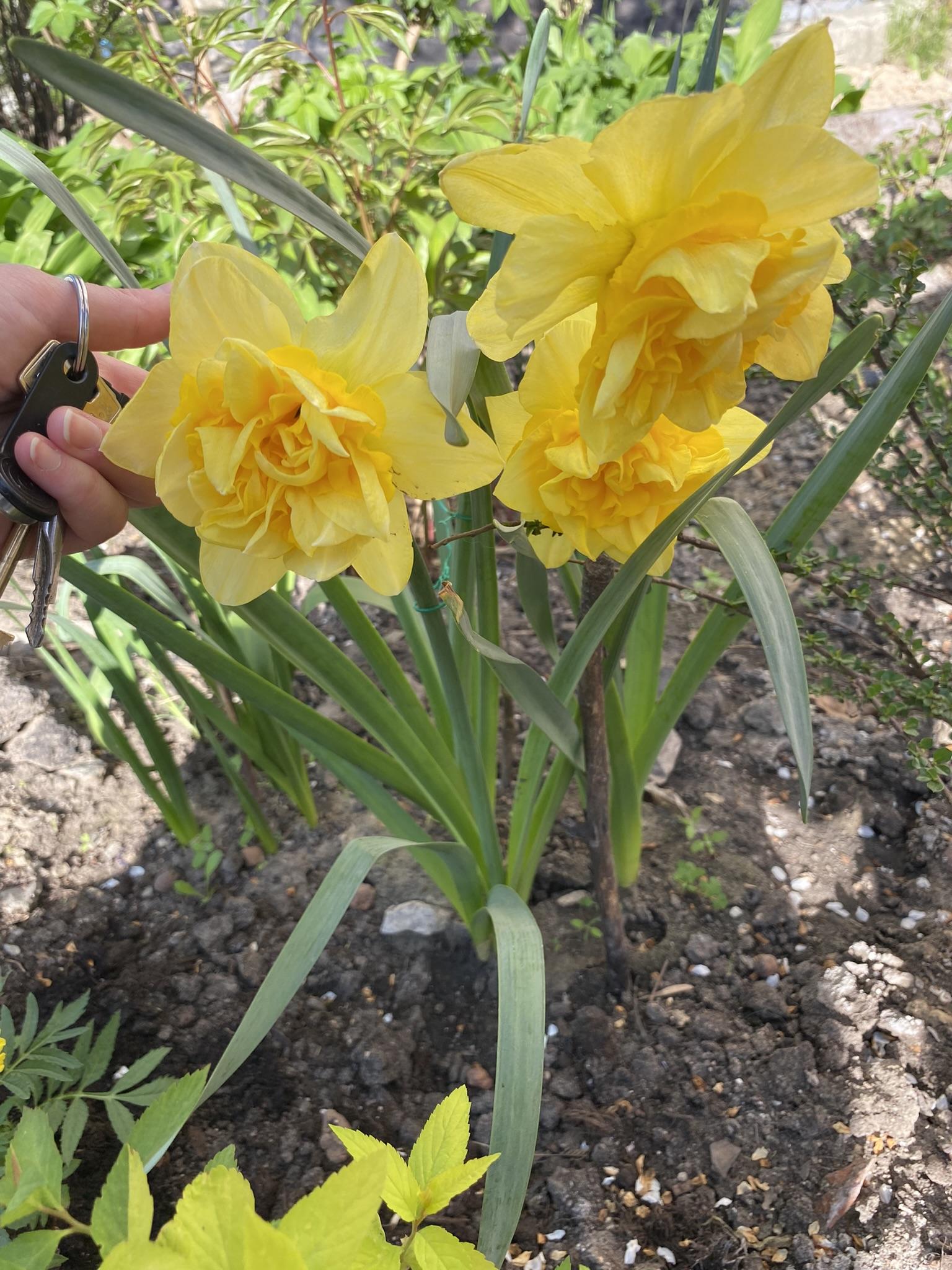 Луковица TUBERBULB Export B.V. нарцисса Дик Вилден 3 шт. в реальных условиях использования от покупателя Альона.