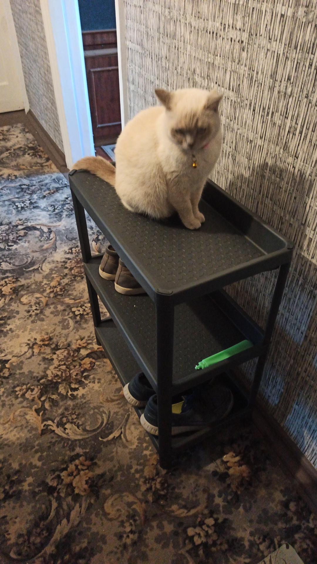 Подставка под обувь Комфорт пластиковая гранит 330x560x700 мм в реальных условиях использования от пользователя Лариса.