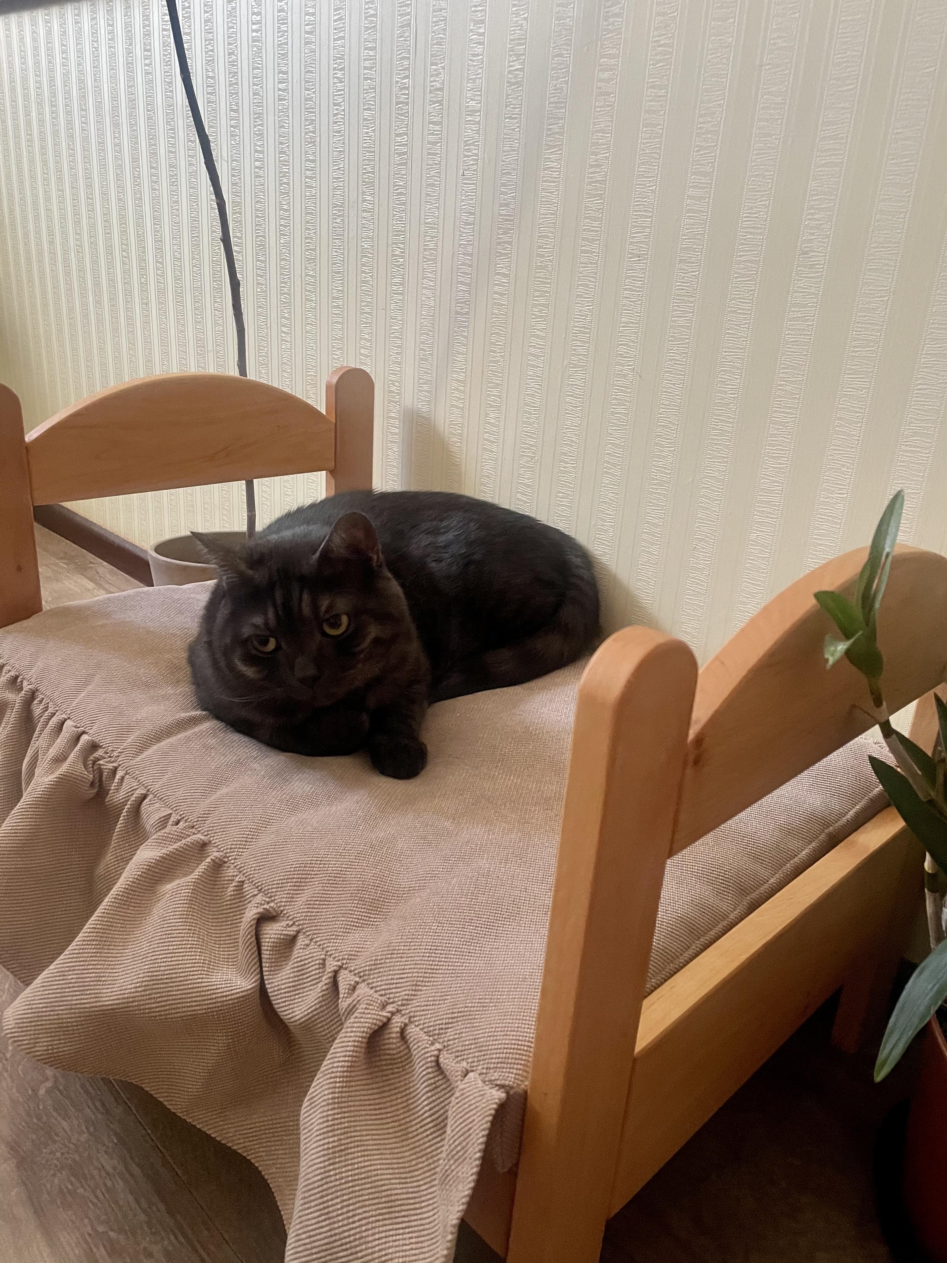 Лежак-кровать для животных с подушкой дерево 60х40х40 см Натуральный (100003) в реальных условиях использования от пользователя Адриана.