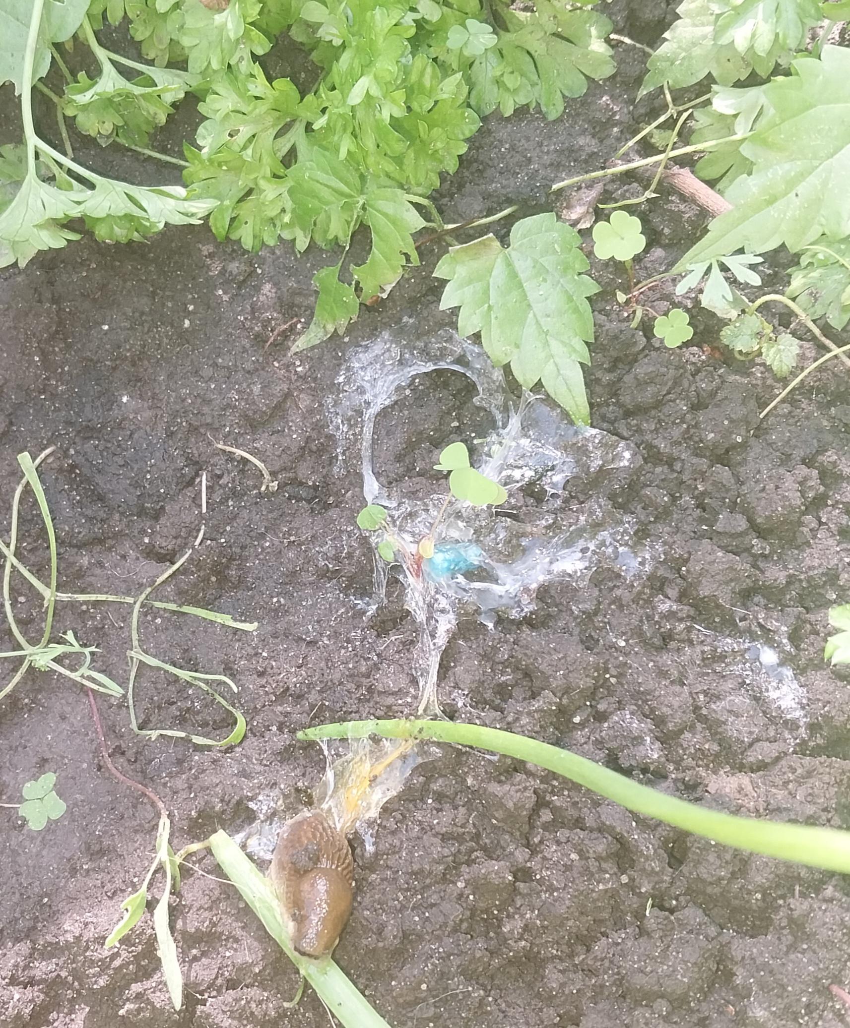 Інсектицид Slimex Plus від слимаків та равликів 04 GB відро 800 г синій у реальних умовах використання від покупця Тетяна.