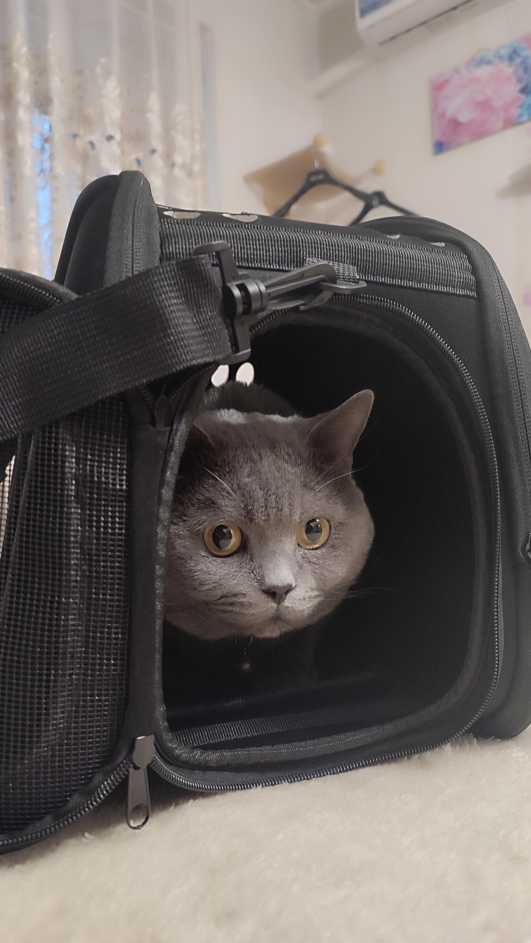 Фото: Сумка транспортная для маленьких домашних животных Черный (AG644), отправлено покупателем Валентина Сумка транспортная для маленьких домашних животных Черный (AG644) в реальных условиях использования от покупателя Валентина.