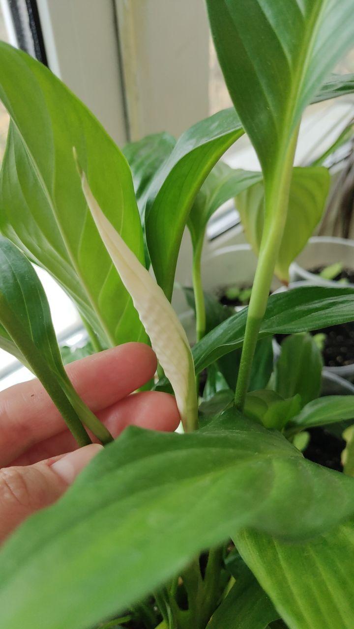 Добриво органічне Українські гумати для підживлення гуміново-фульвовим комплексом та реанімування 500 г у реальних умовах використання від користувача Анжела.