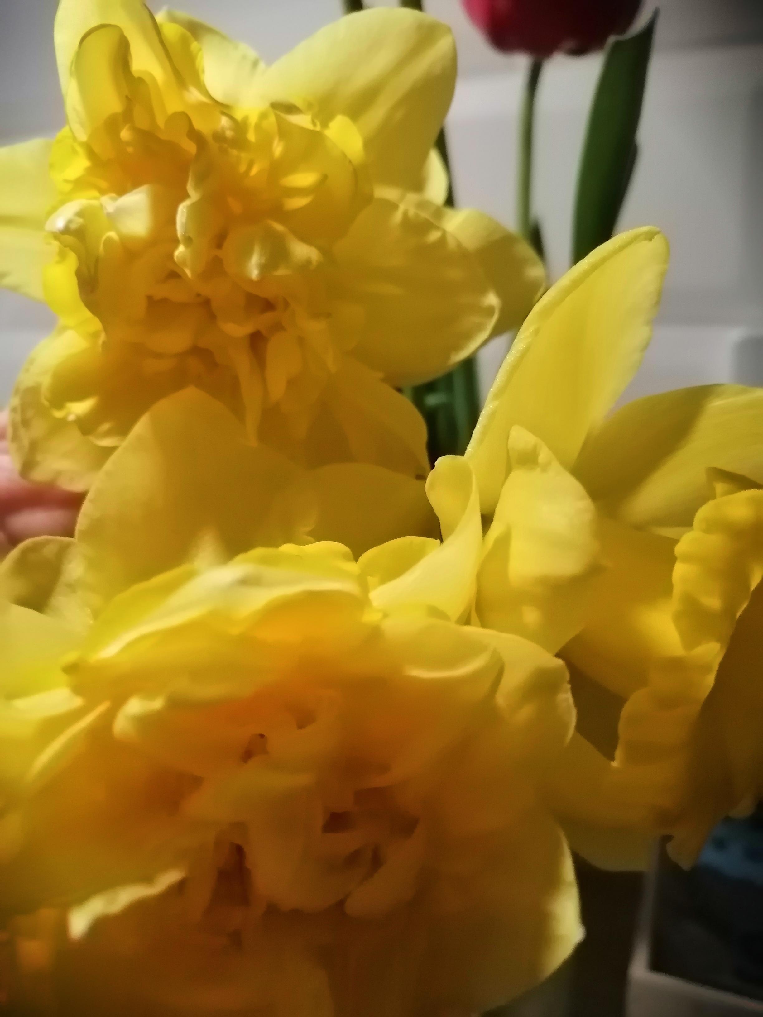 Луковица TUBERBULB Export B.V. нарцисса Дик Вилден 3 шт. в реальных условиях использования от покупателя Наталя.