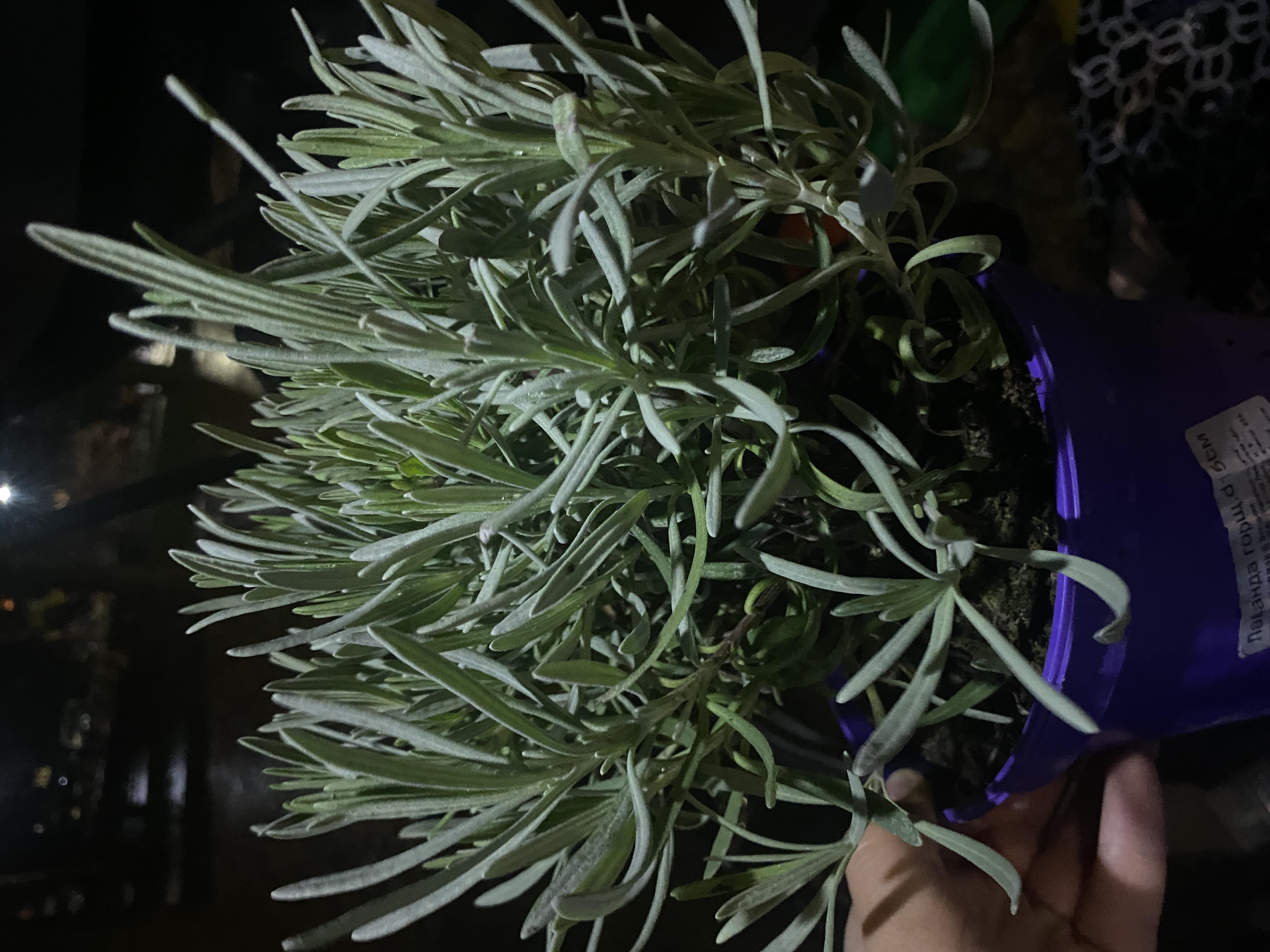 Растение Лаванда d15х45 см в реальных условиях использования от пользователя Алінп.