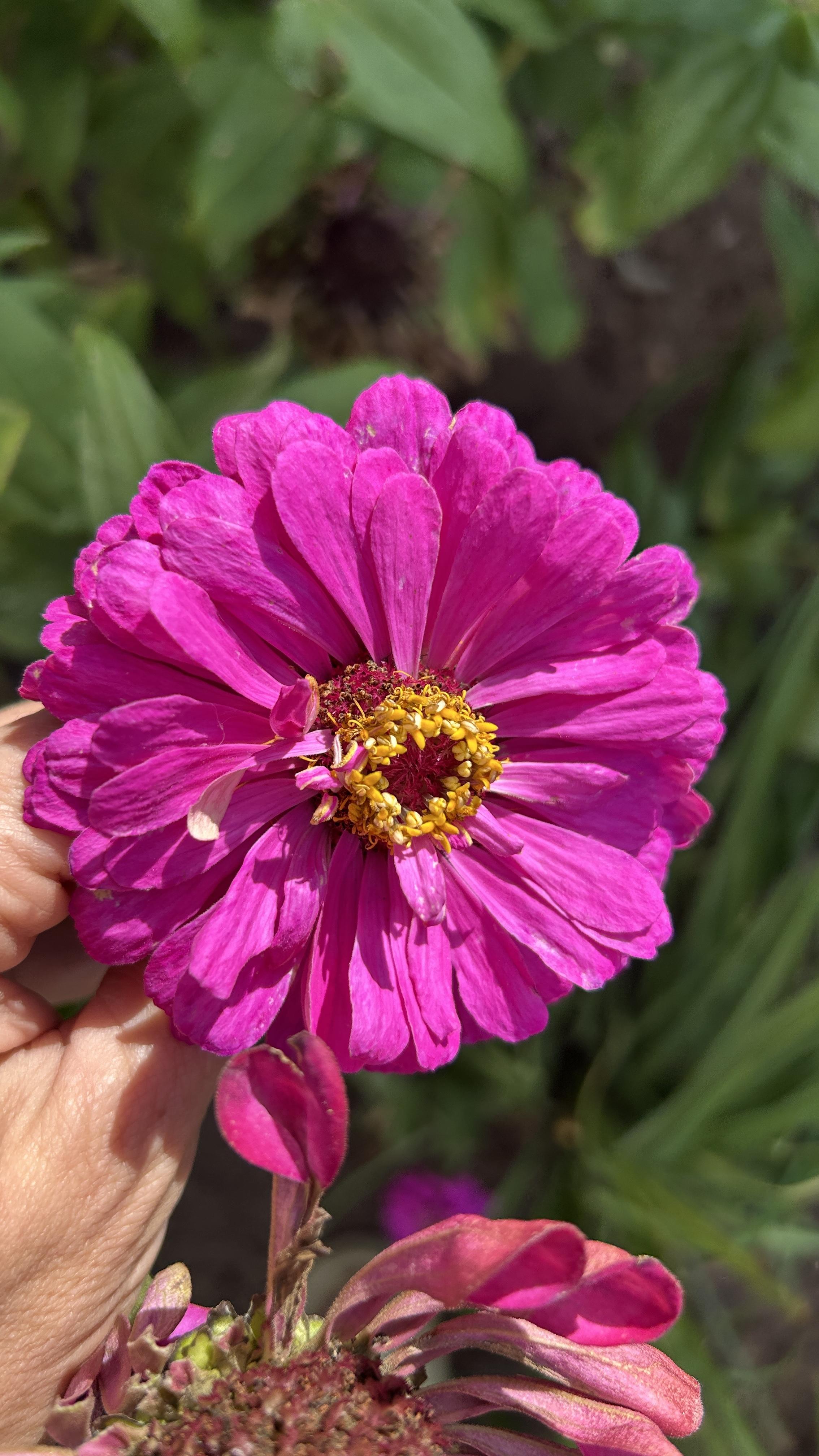 Семена Яскрава цинния Цинния Махрова Фиолетовая Королева в реальных условиях использования от покупателя Людмила.