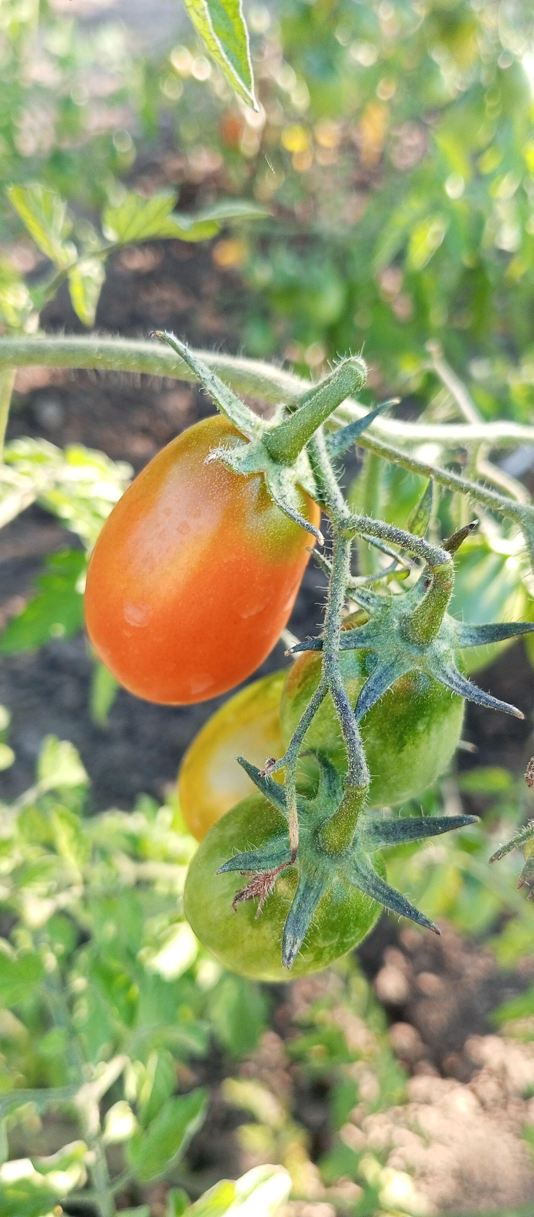 Семена Насіння України томат Видимо-невидимо 0,1 г (4823099802142) в реальных условиях использования от пользователя Анна.