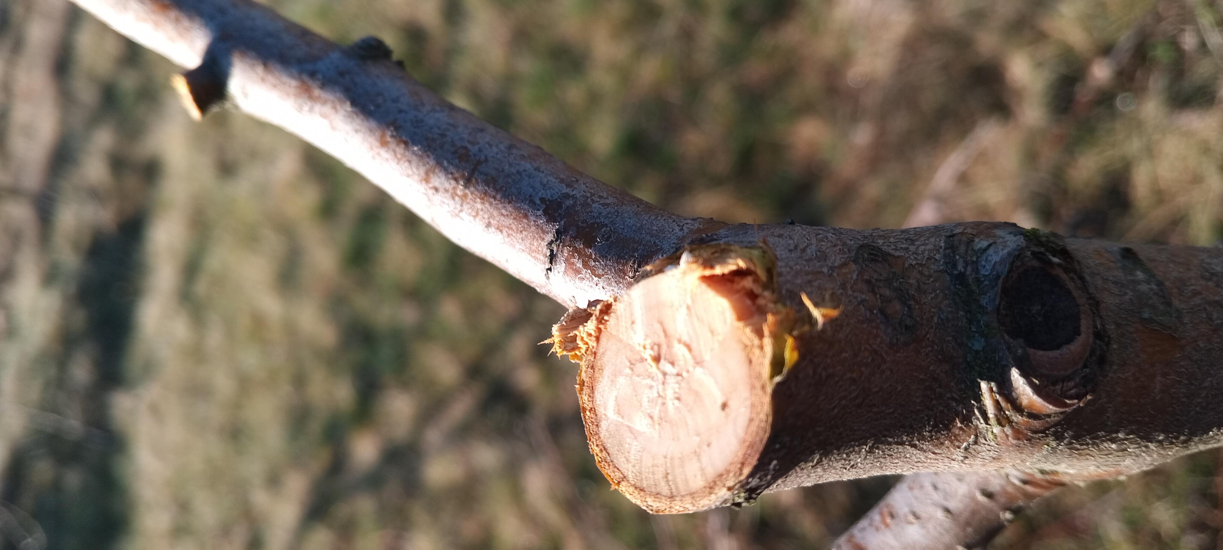 Фото: Сучкорез Fiskars Quantum L109, отправлено пользователем Юрій Сучкорез Fiskars Quantum L109 в реальных условиях использования от пользователя Юрій.