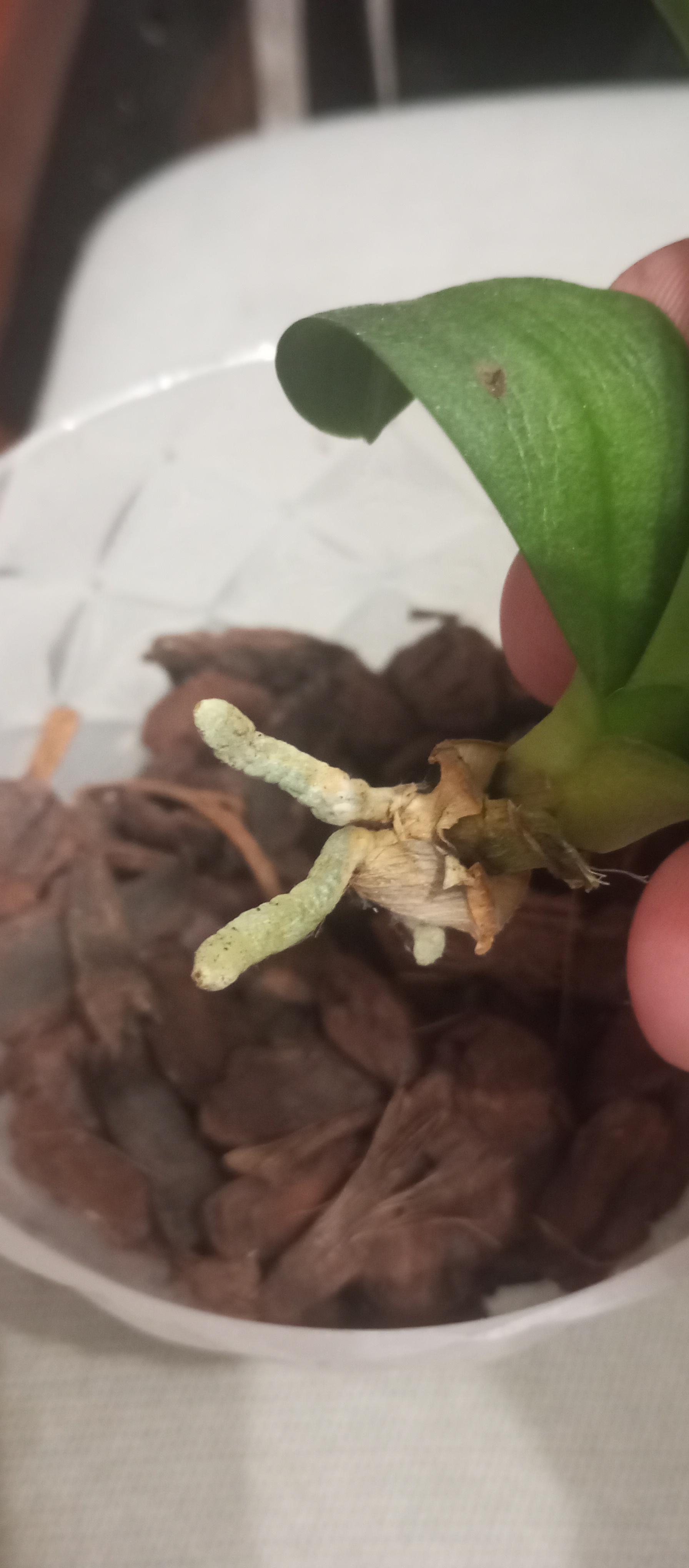 Субстрат Royal Mix Пінія для орхідей 3 л у реальних умовах використання від користувача Андрій.