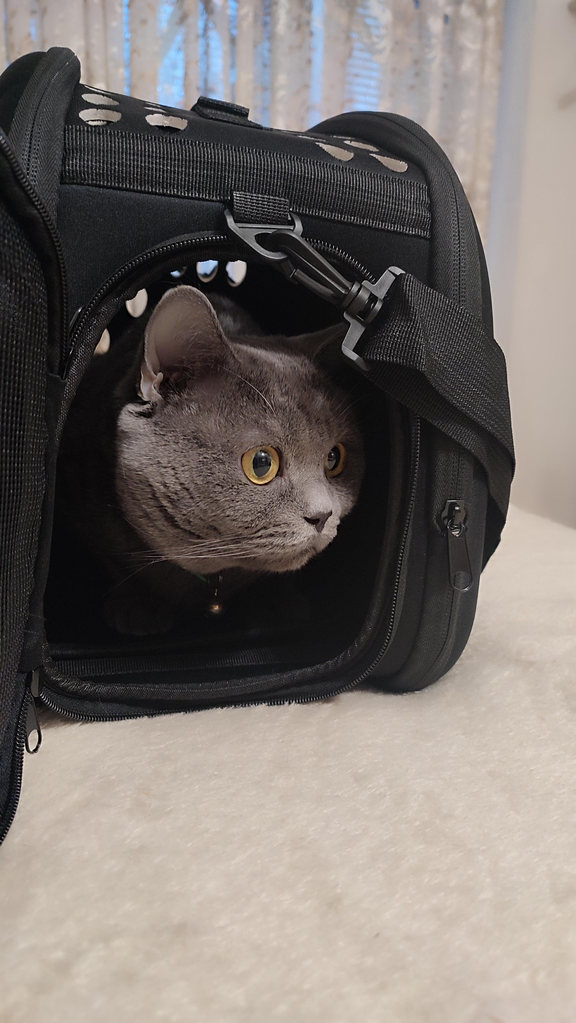 Фото: Сумка транспортная для маленьких домашних животных Черный (AG644), отправлено покупателем Валентина Сумка транспортная для маленьких домашних животных Черный (AG644) в реальных условиях использования от покупателя Валентина.