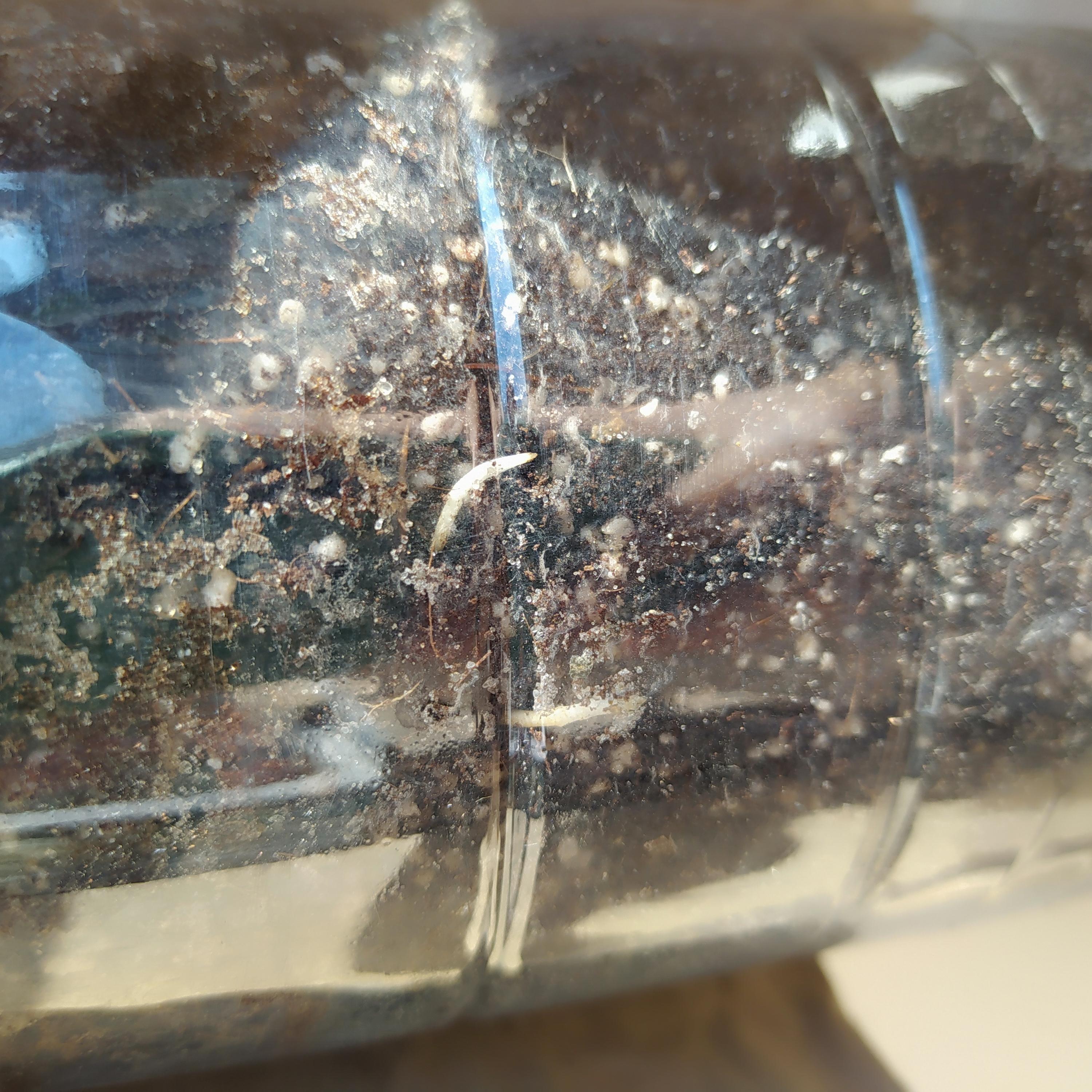 Фото: Грунт Balemala для кумквата органический 5 л (SW10086.2), отправлено пользователем Наталія Грунт Balemala для кумквата органический 5 л (SW10086.2) в реальных условиях использования от пользователя Наталія.