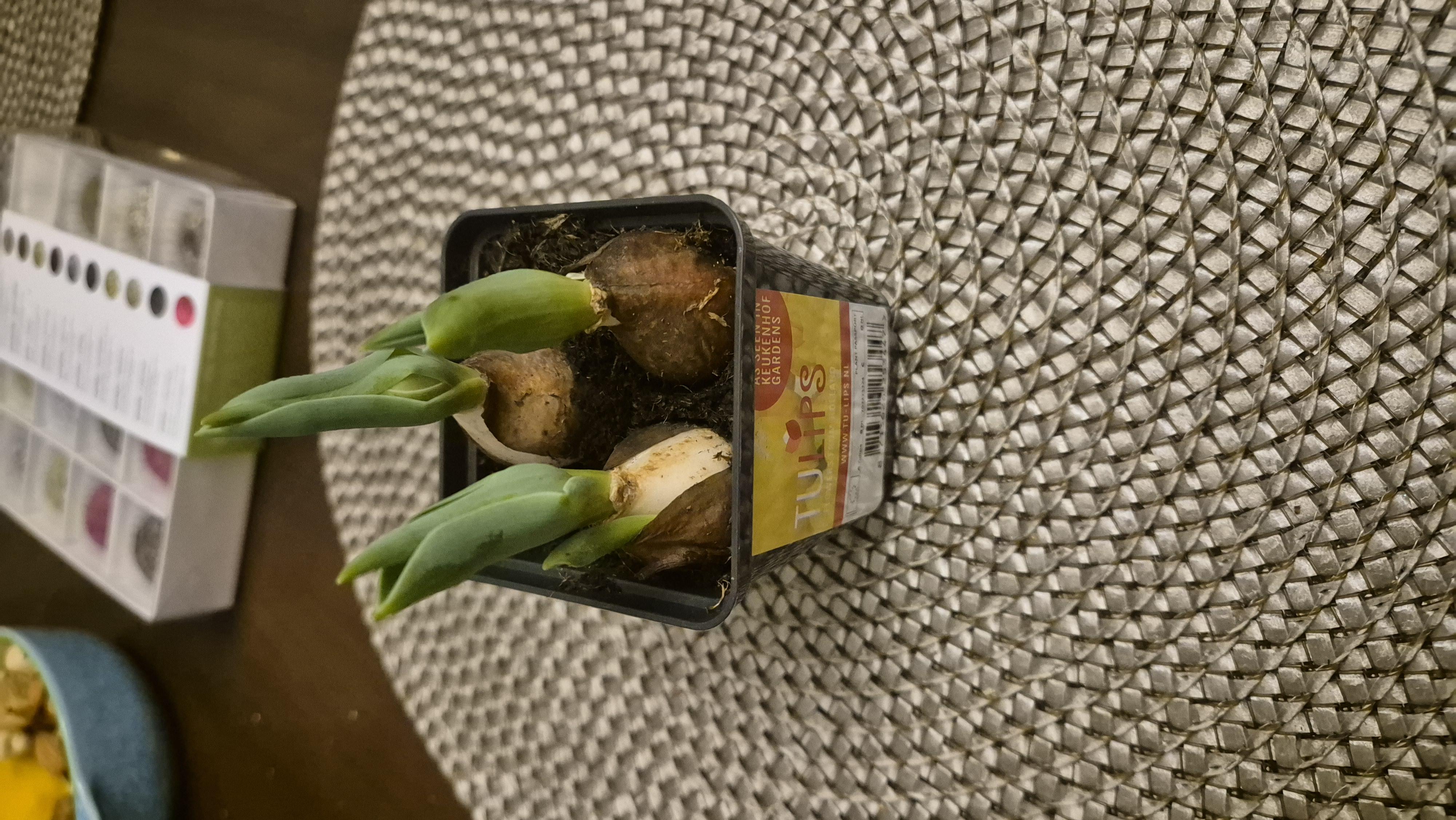 Фото: Растение Тюльпан 07/15 yellow baby, отправлено пользователем Альона Растение Тюльпан 07/15 yellow baby в реальных условиях использования от пользователя Альона.