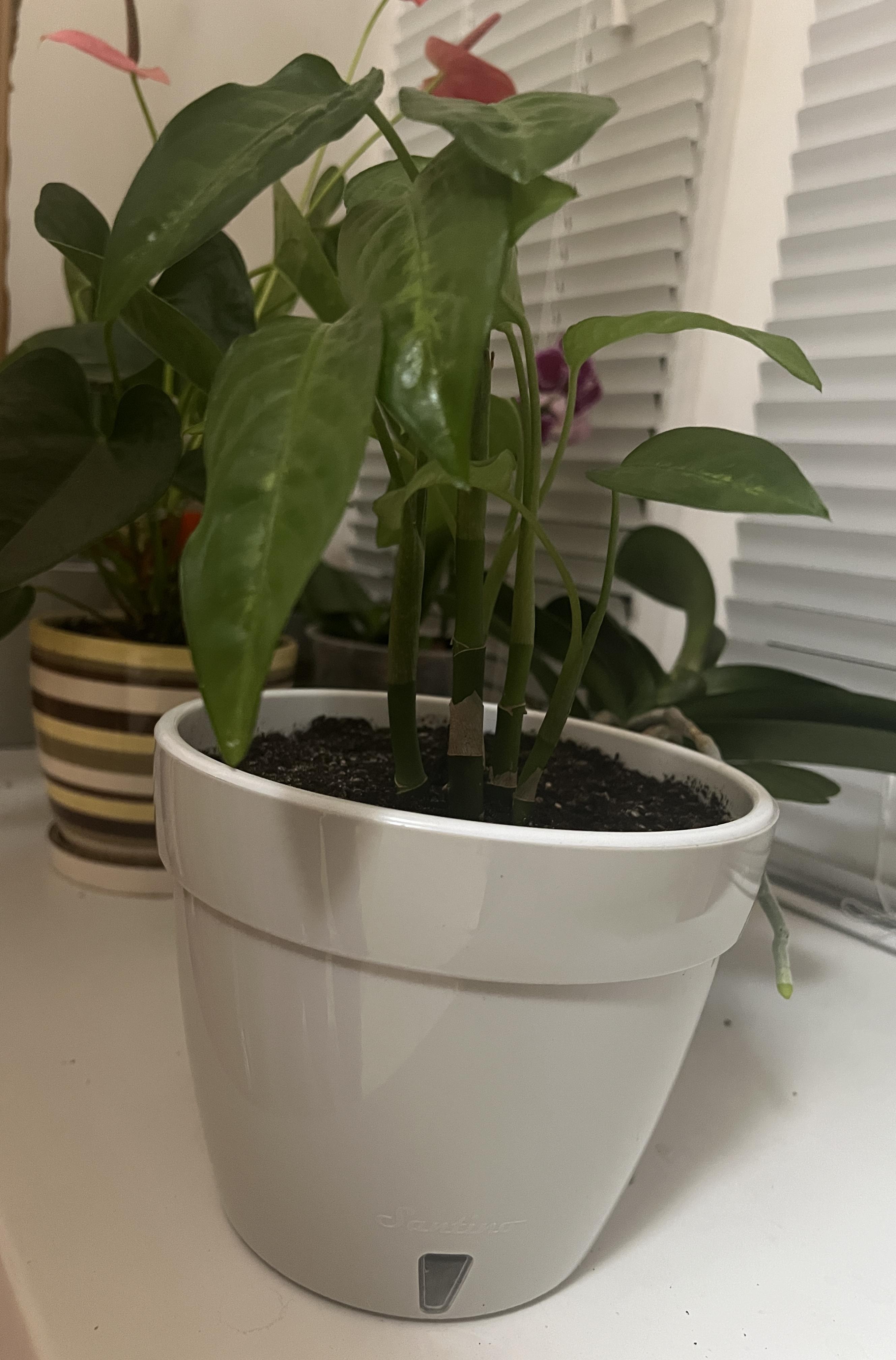 Фото: Вазон пластик Asti круглый серо-белый 2,5 л Santino (2010162), отправлено покупателем Юлія Вазон пластик Asti круглый серо-белый 2,5 л Santino (2010162) в реальных условиях использования от покупателя Юлія.