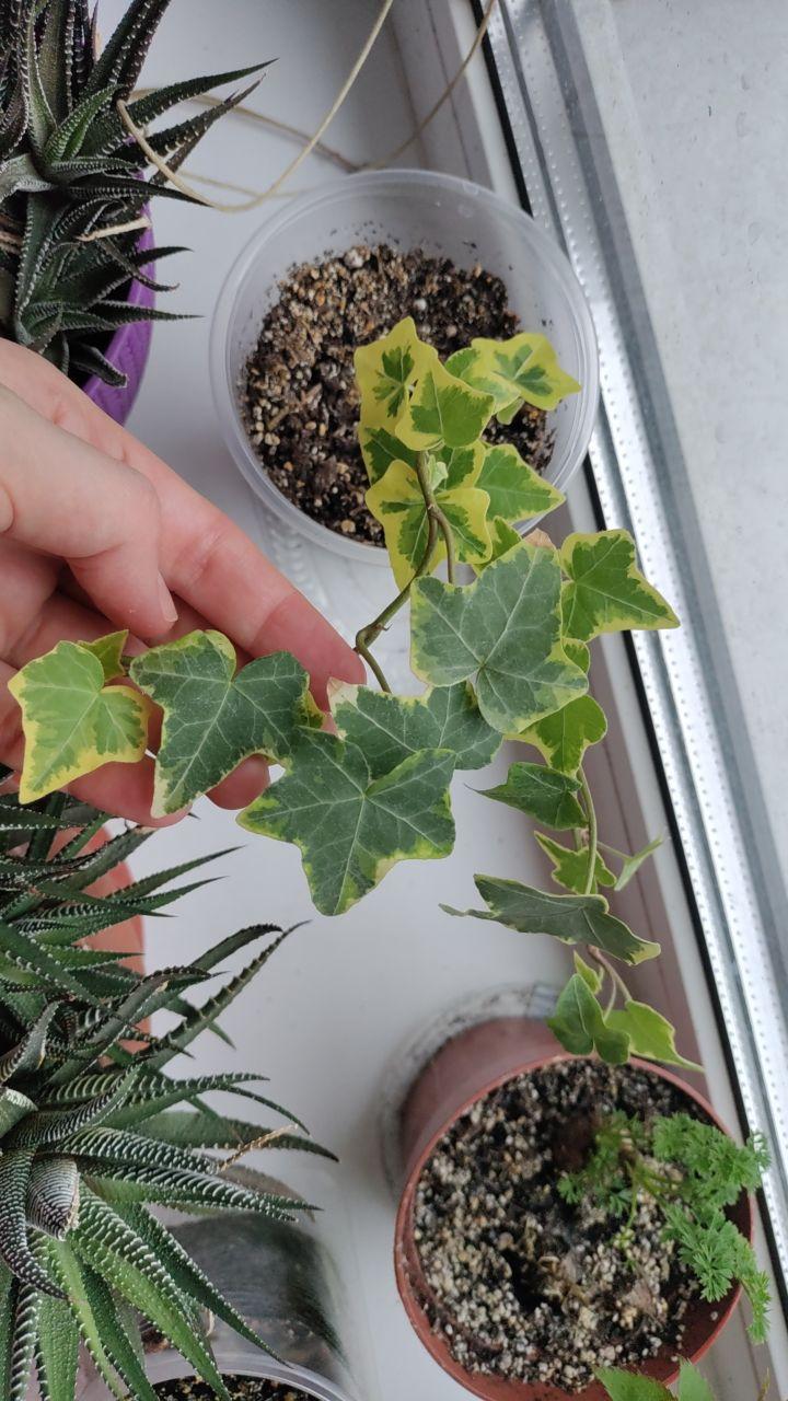 Добриво органічне Українські гумати для підживлення гуміново-фульвовим комплексом та реанімування 500 г у реальних умовах використання від користувача Анжела.