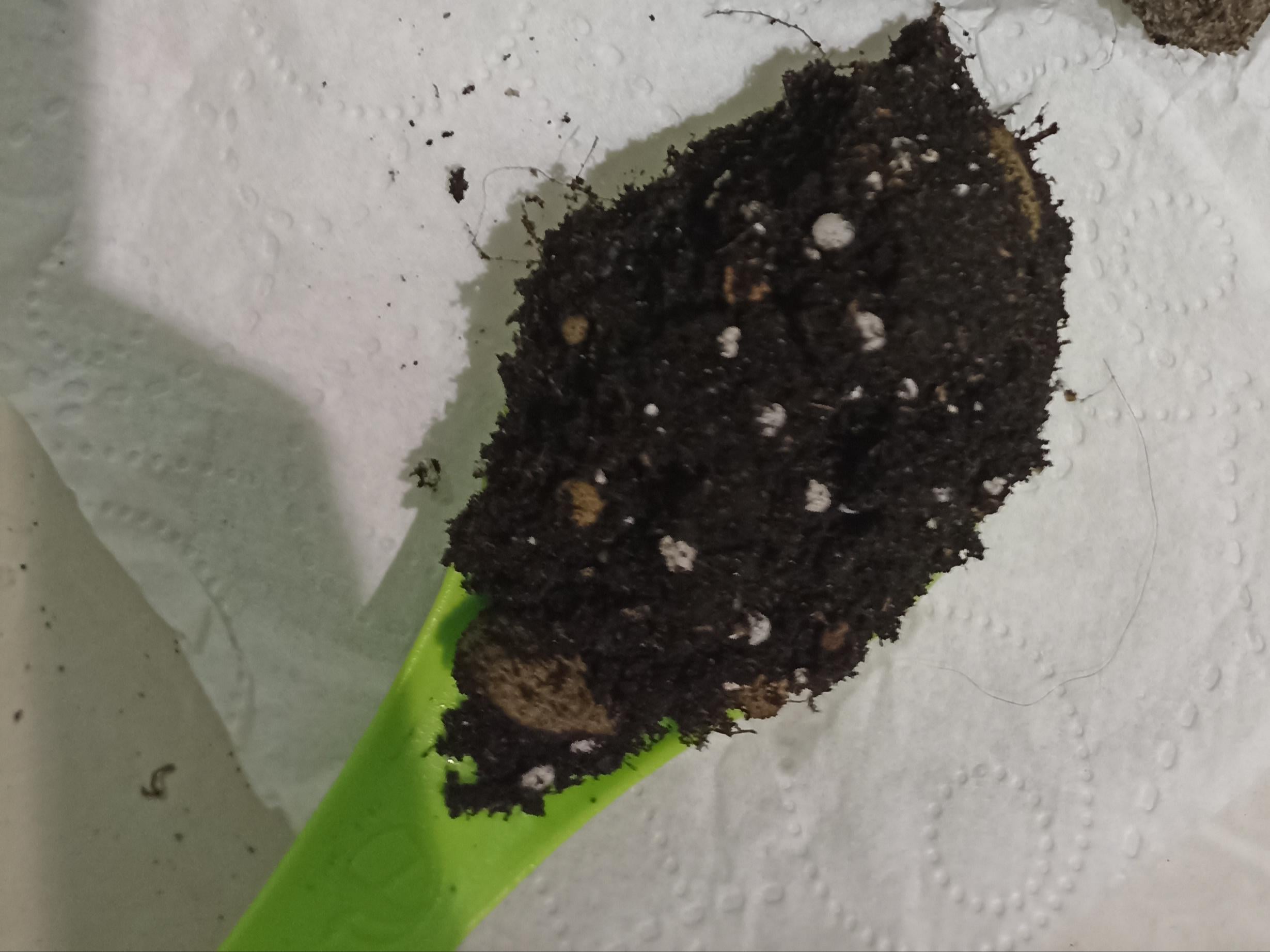 Субстрат Поліський для кактусів Преміум 2,5 л у реальних умовах використання від користувача Світлана.