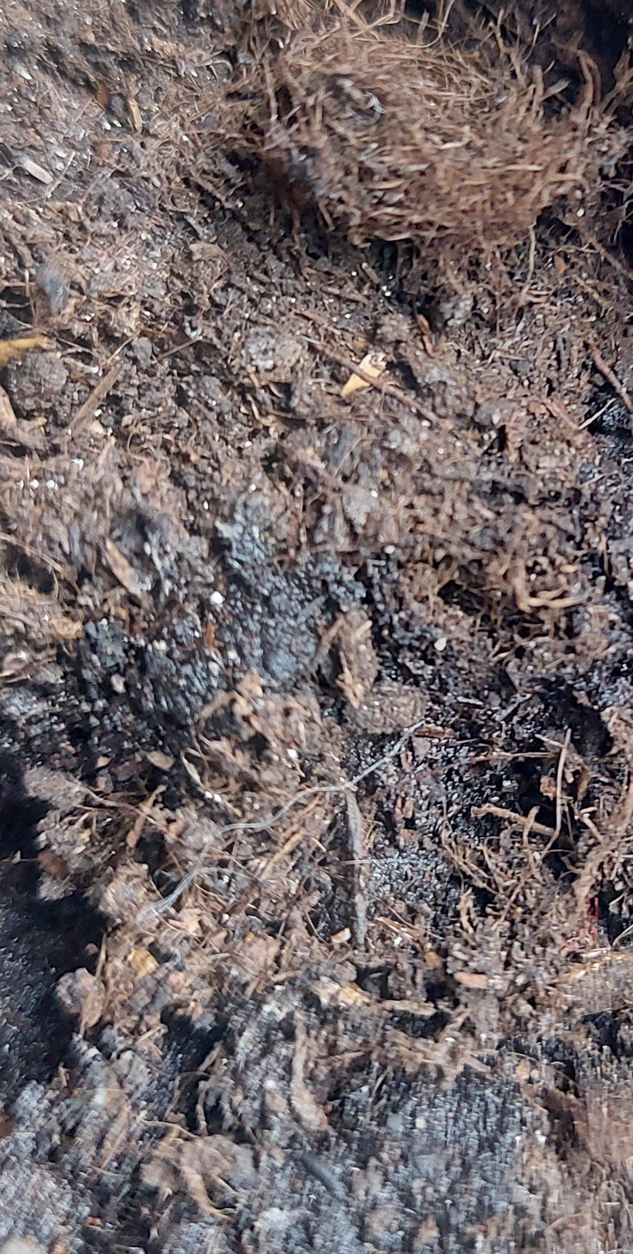 Субстрат Eco Plus универсальный 10 л в реальных условиях использования от покупателя Вікторія.