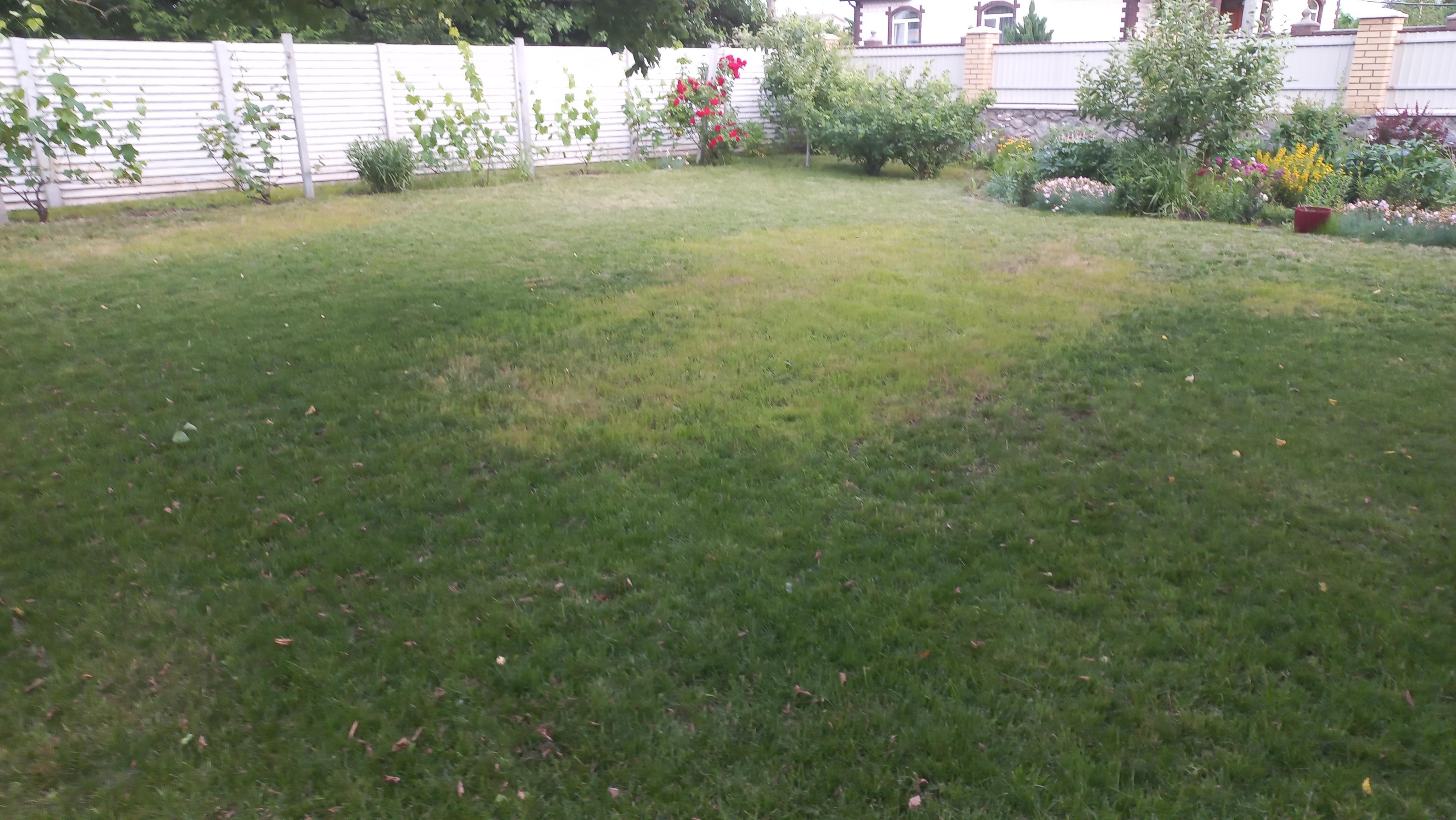 Семена для газона Трави України Засухоустойчивая 1 кг (424) в реальных условиях использования от пользователя Андрій.